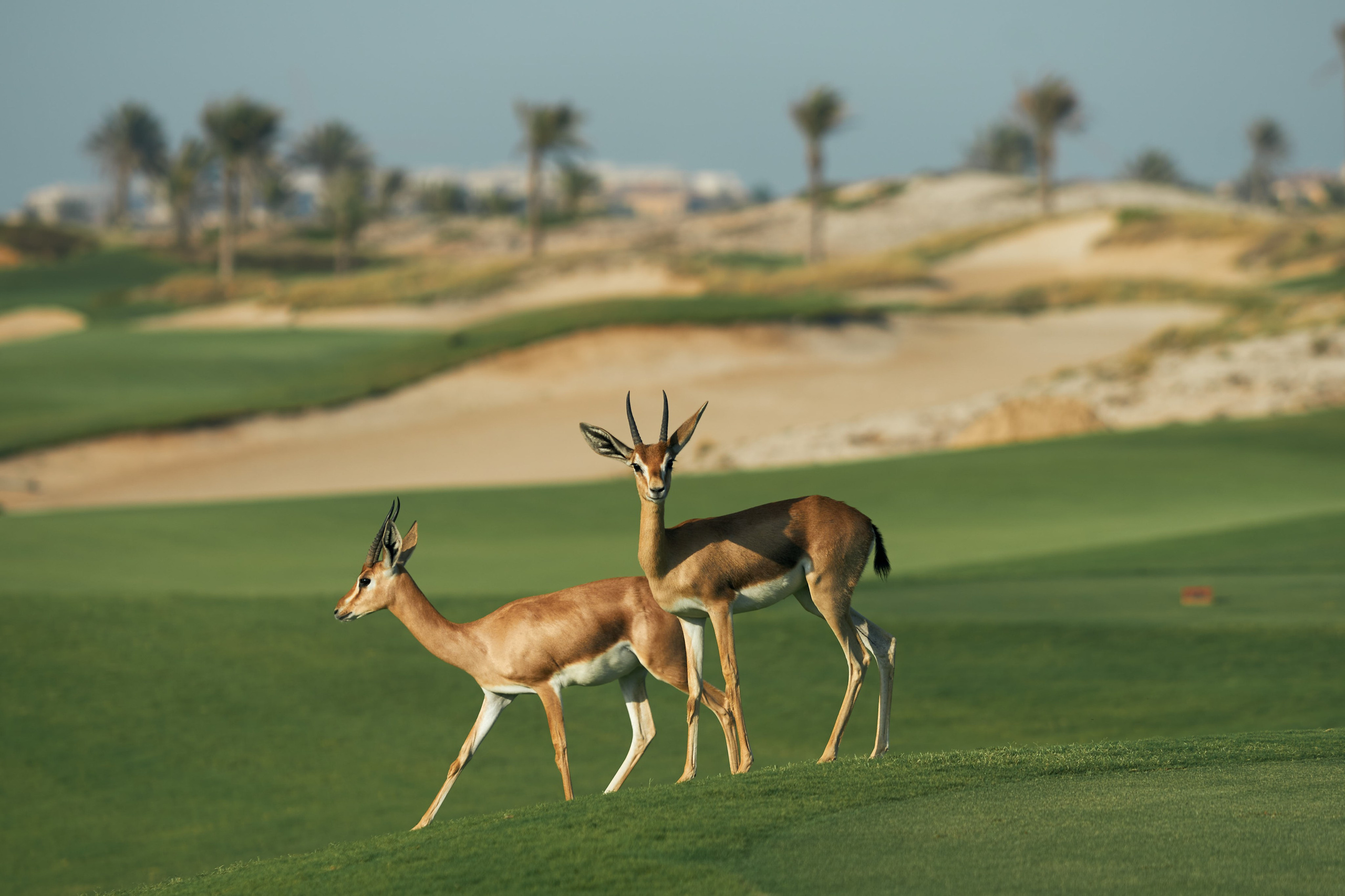 UAE GOLF. Фотограф Наталья Леонова