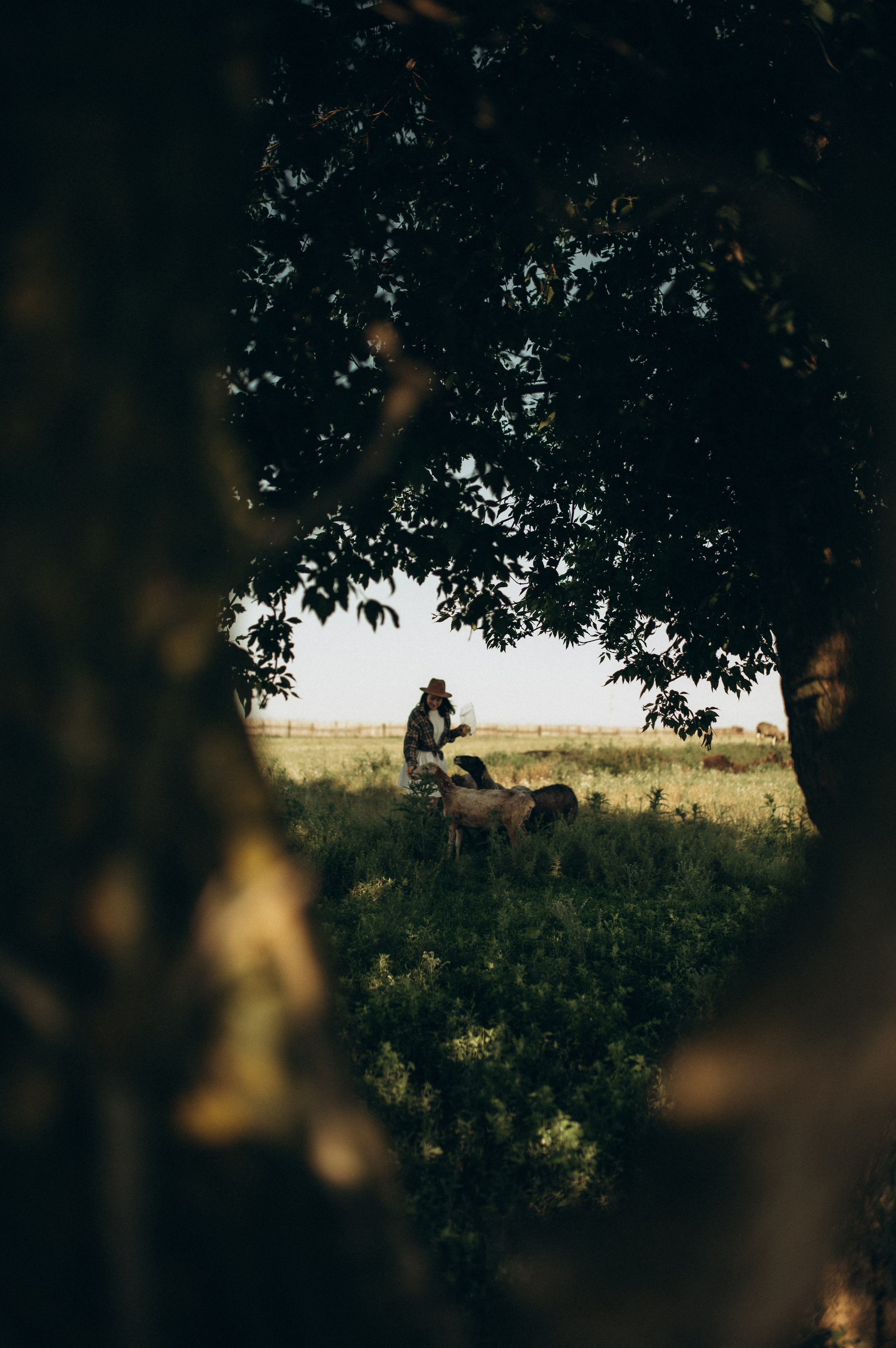Фотосессия с овечками. Фотограф Быстрова Дарья г. Москва