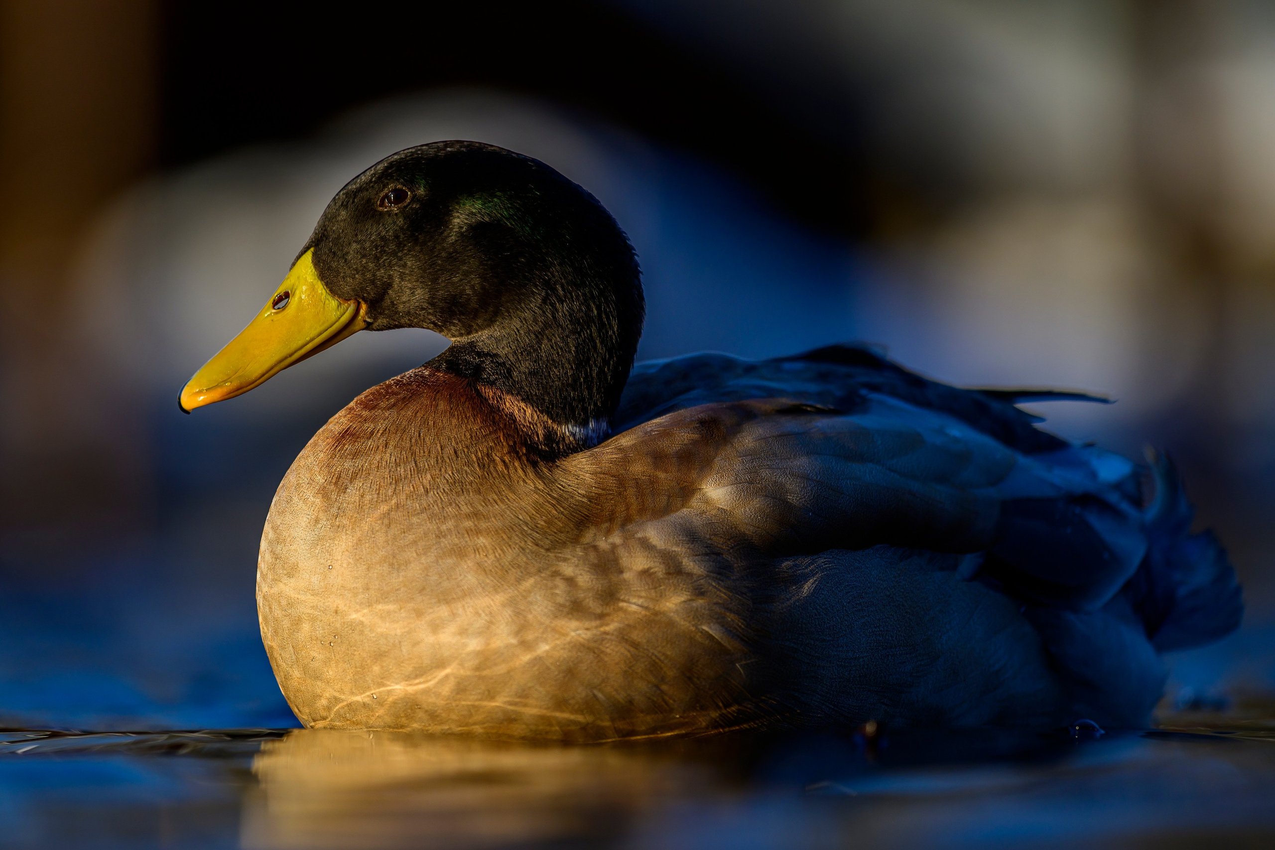 Нырки, гуси, лебеди. Pochards, geese, swans. Wildlife photography by Sergey Puponin