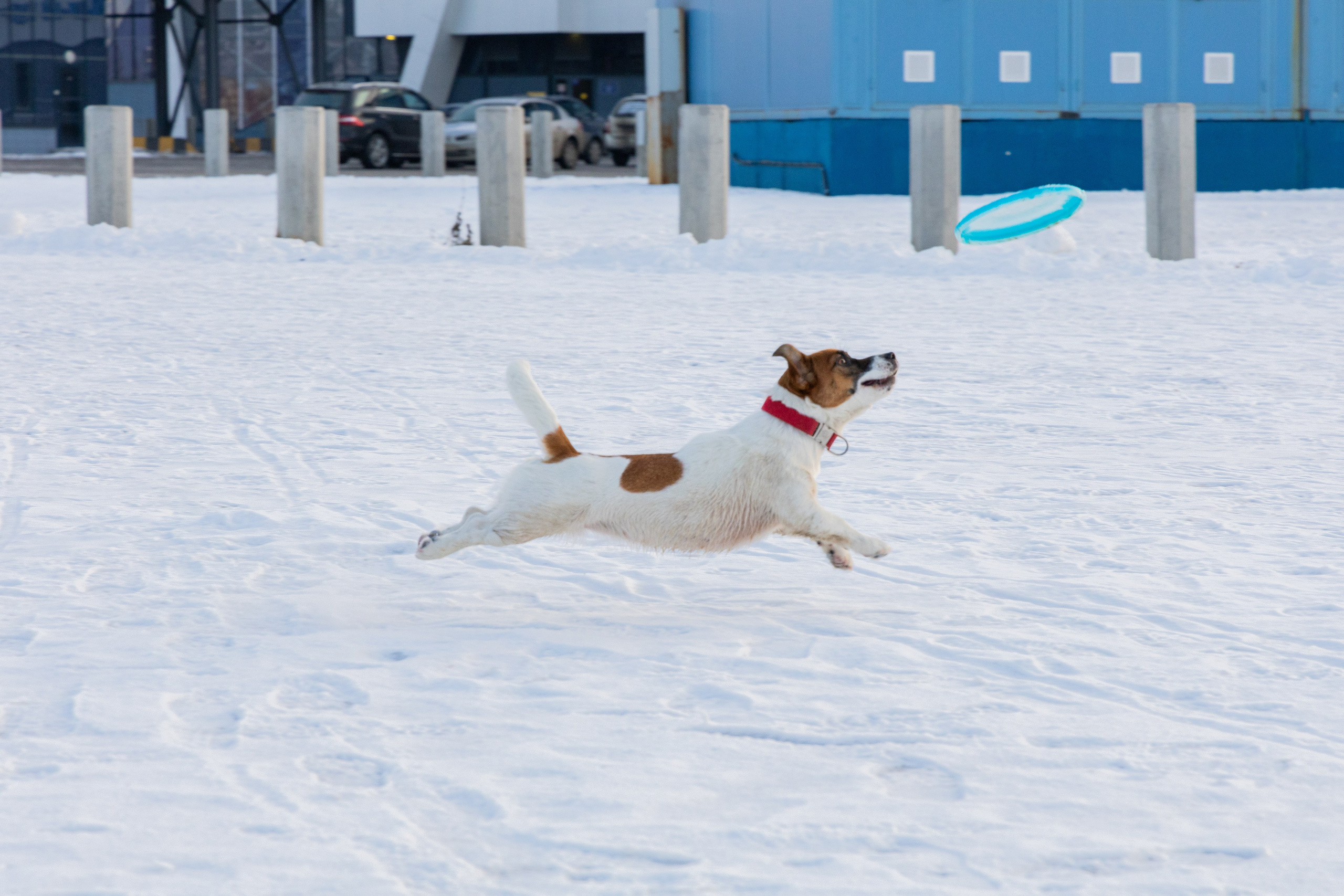 Фотосъёмка животных. Профессиональная коммерческая, промышленная и репортажная фотосъёмка для бизнеса