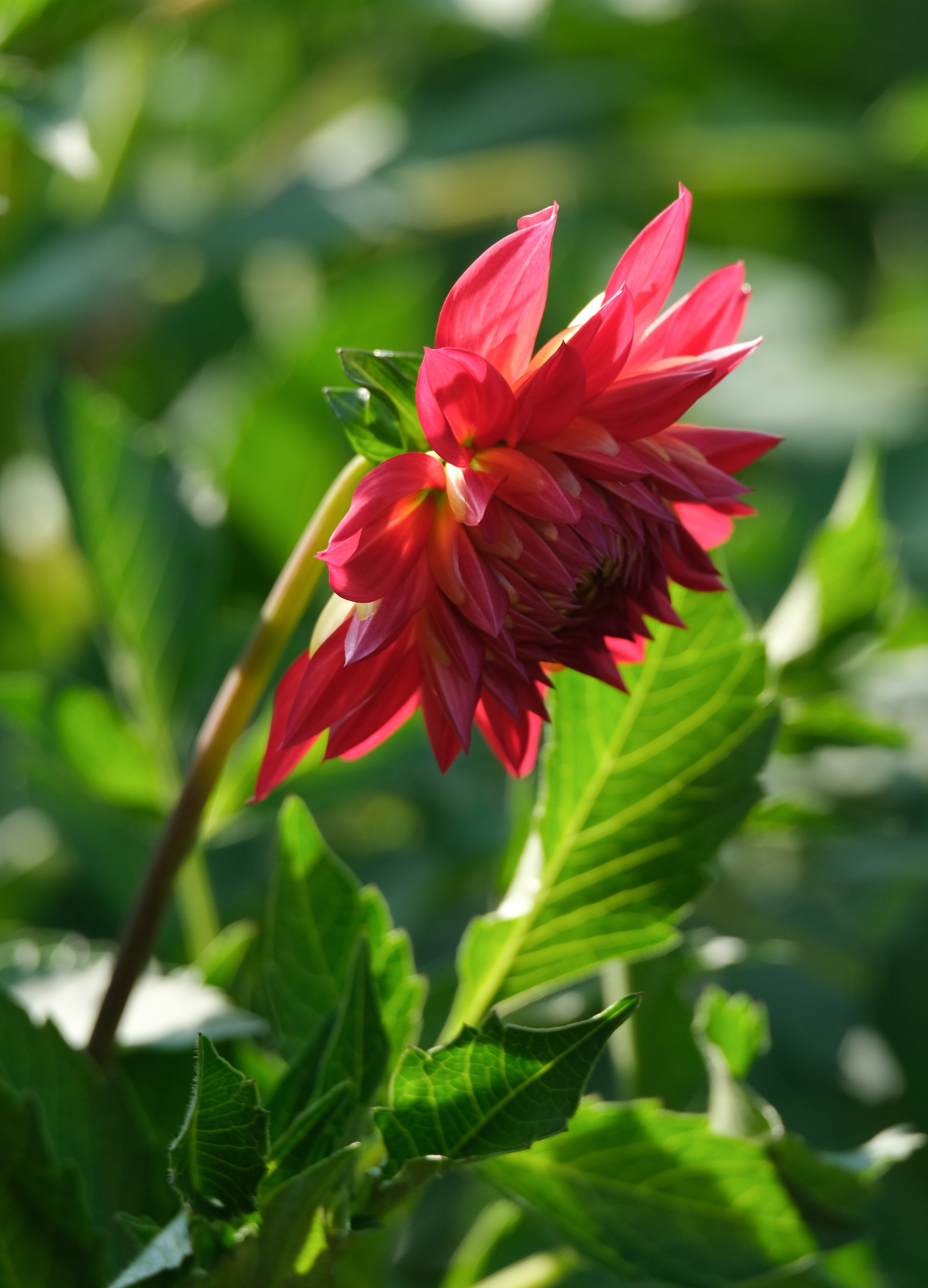 Dahlia Георгина