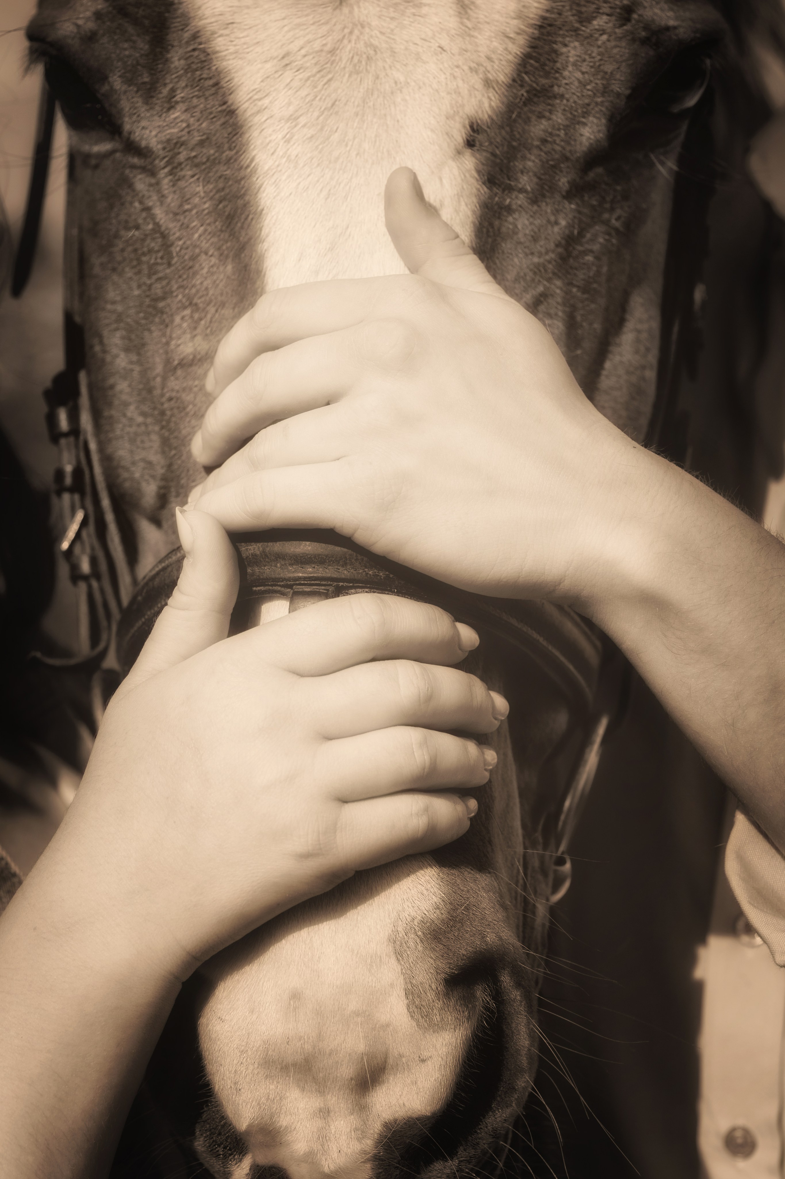 Фотосессия с лошадьми. Фотограф Санкт-Петербург Елена Мухина