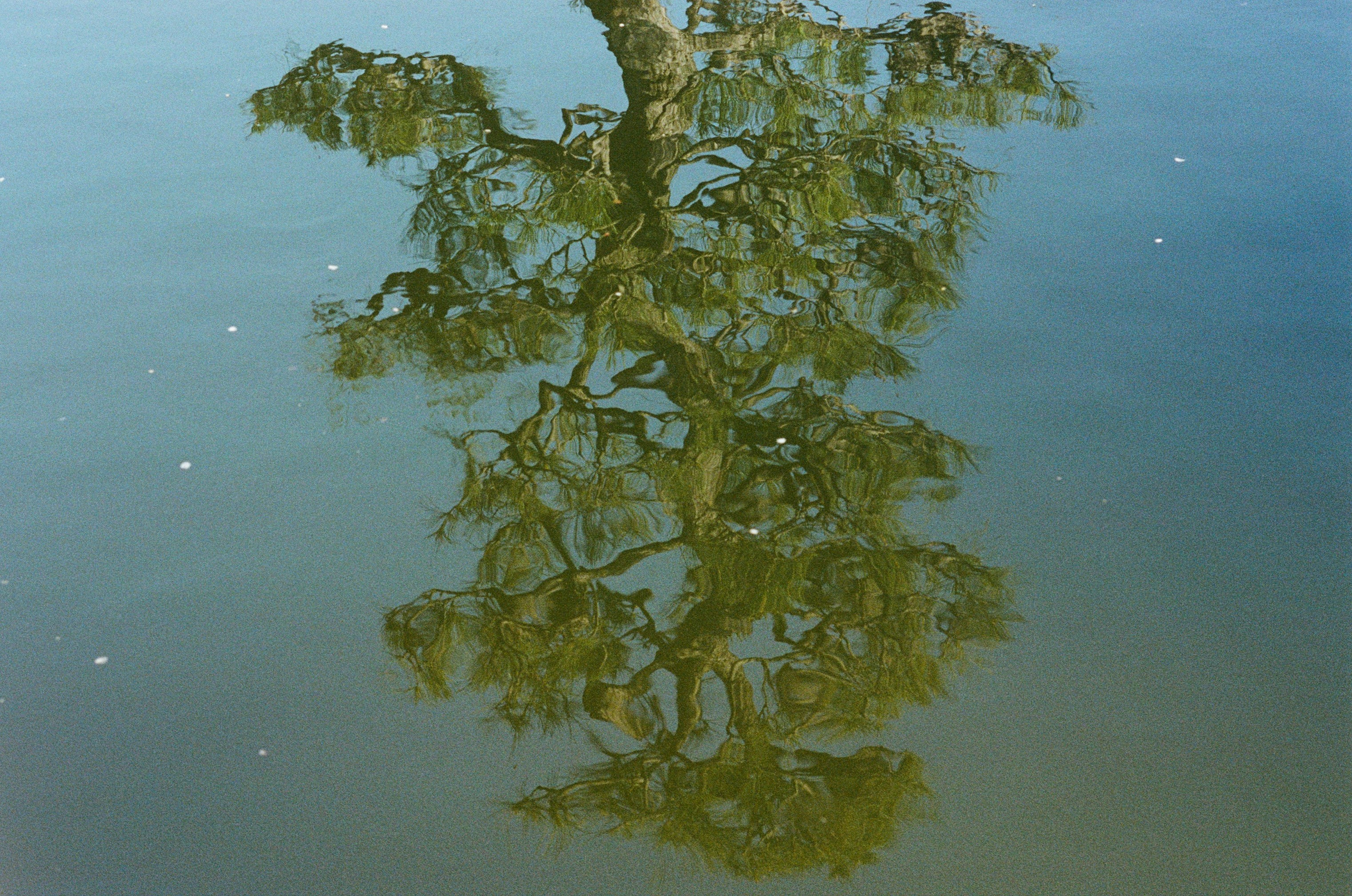 Sakura blues // ukraine, crimea VII. EVER EXPOSED