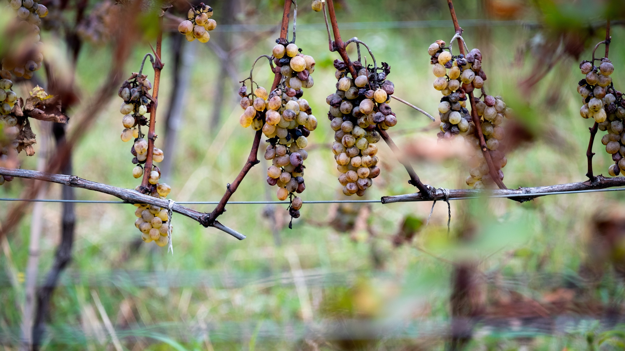 ГРУЗИЯ. ПОБУДЬ ЗДЕСЬ И ЦЕЛЕЕ БУДЕТ ЭТОТ МИР
