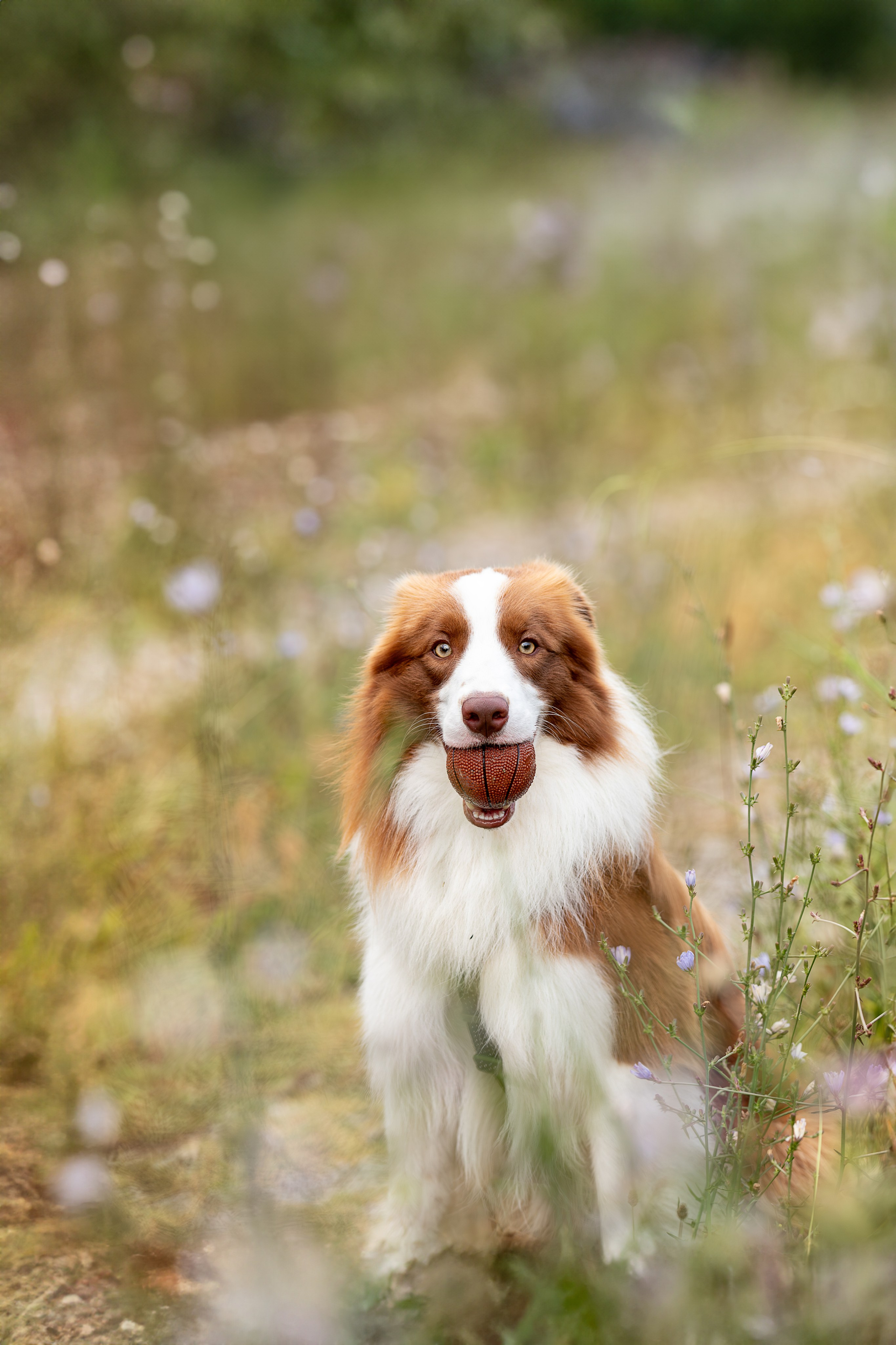 Нолан, Бордер-колли. Ирина Голомб|Фотограф-анималист в  Сочи и Калининграде