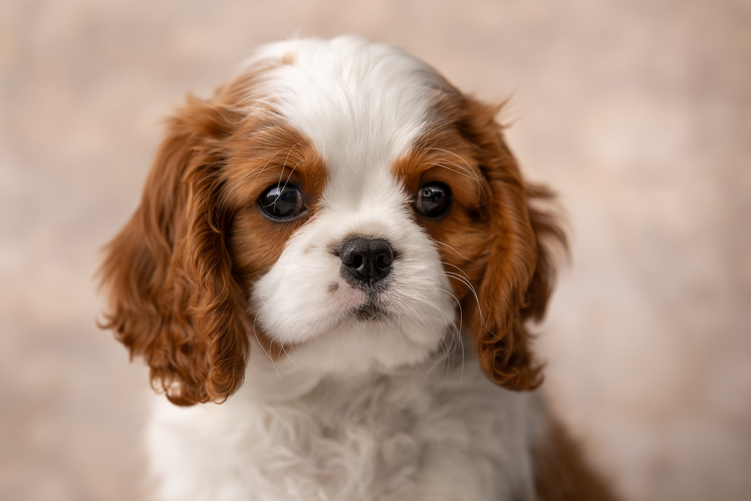 Детки кавалерчики. Ирина Голомб|Фотограф-анималист в  Сочи и Калининграде