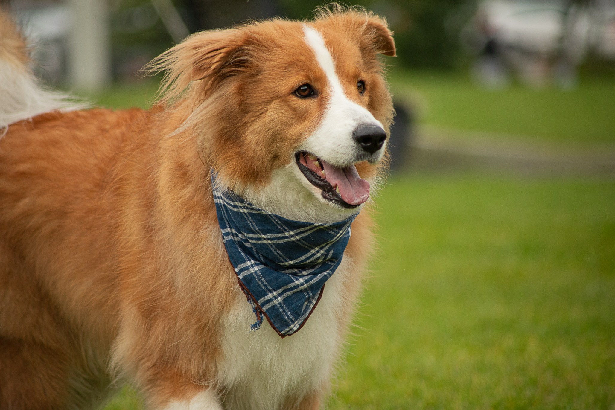 Терри, метис. Ирина Голомб|Фотограф-анималист в  Сочи и Калининграде