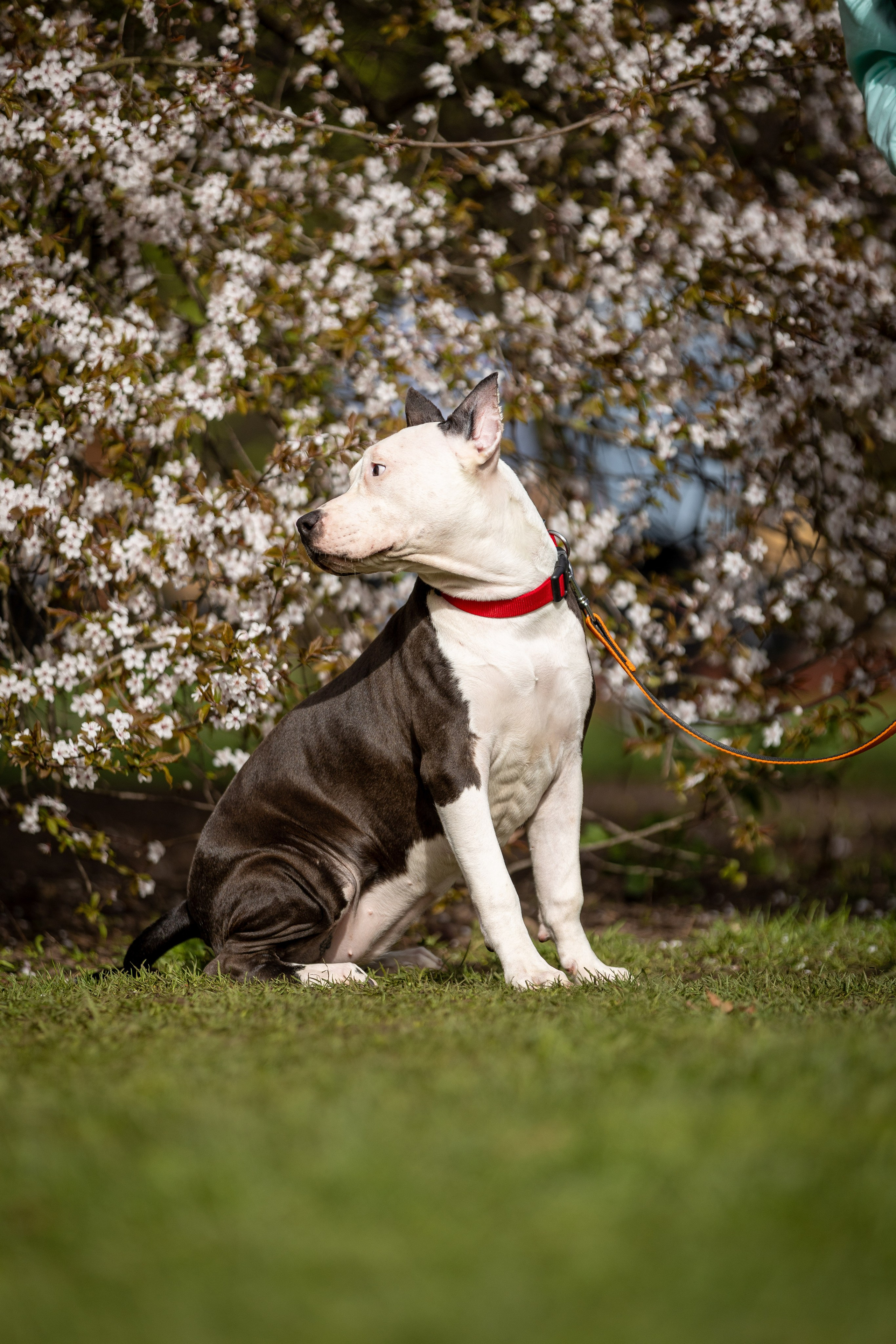 Афина и Мора, Стаффорды. Ирина Голомб|Фотограф-анималист в  Сочи и Калининграде