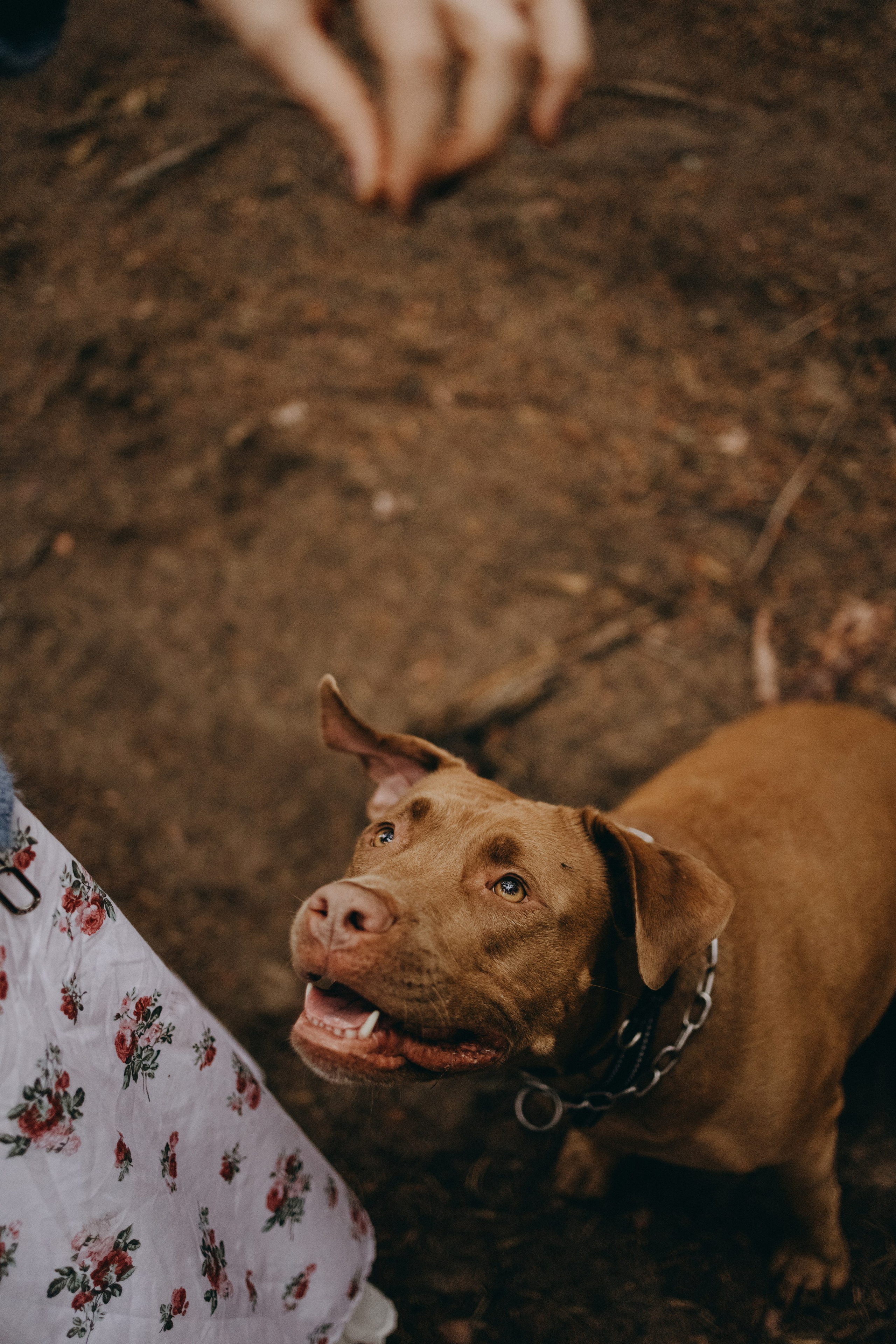 Бонни и ее семья. Фотограф — Анималист | Санкт-Петербург