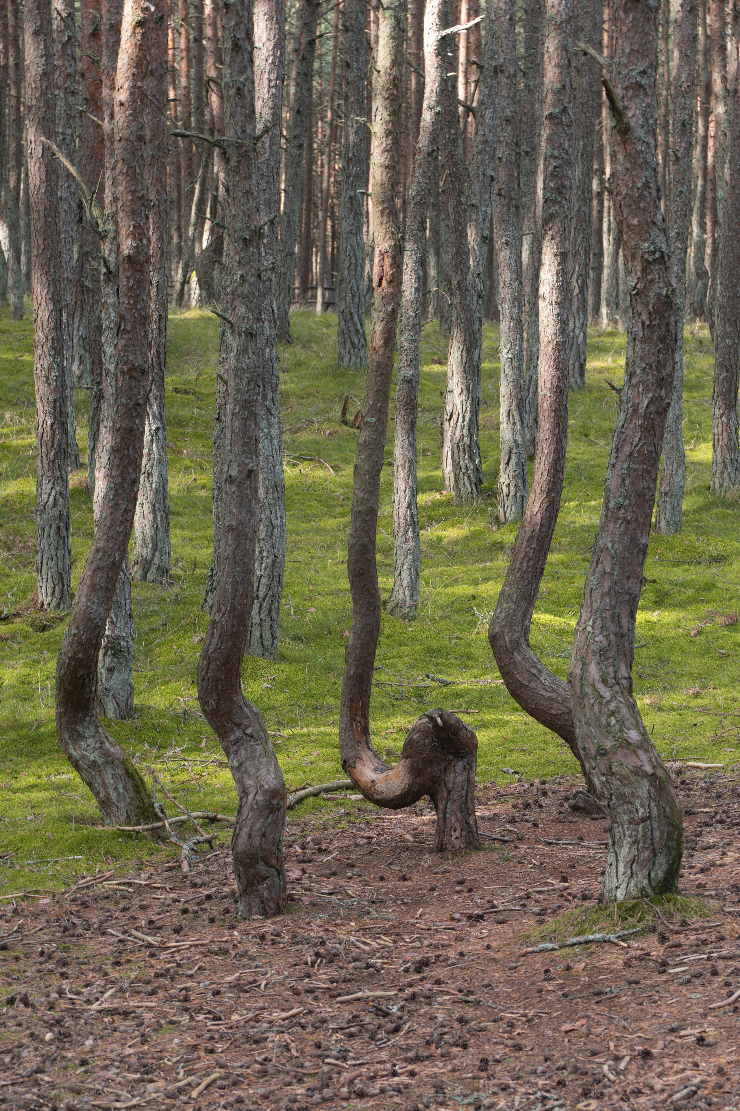 Калининградская область. Gusarov Travel Photography