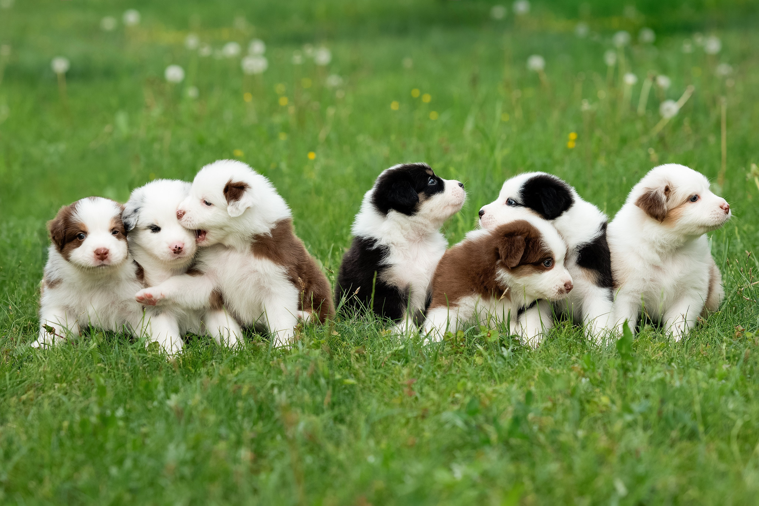 Заводчик Елизавета Степанова. Творческий фотограф Вологда