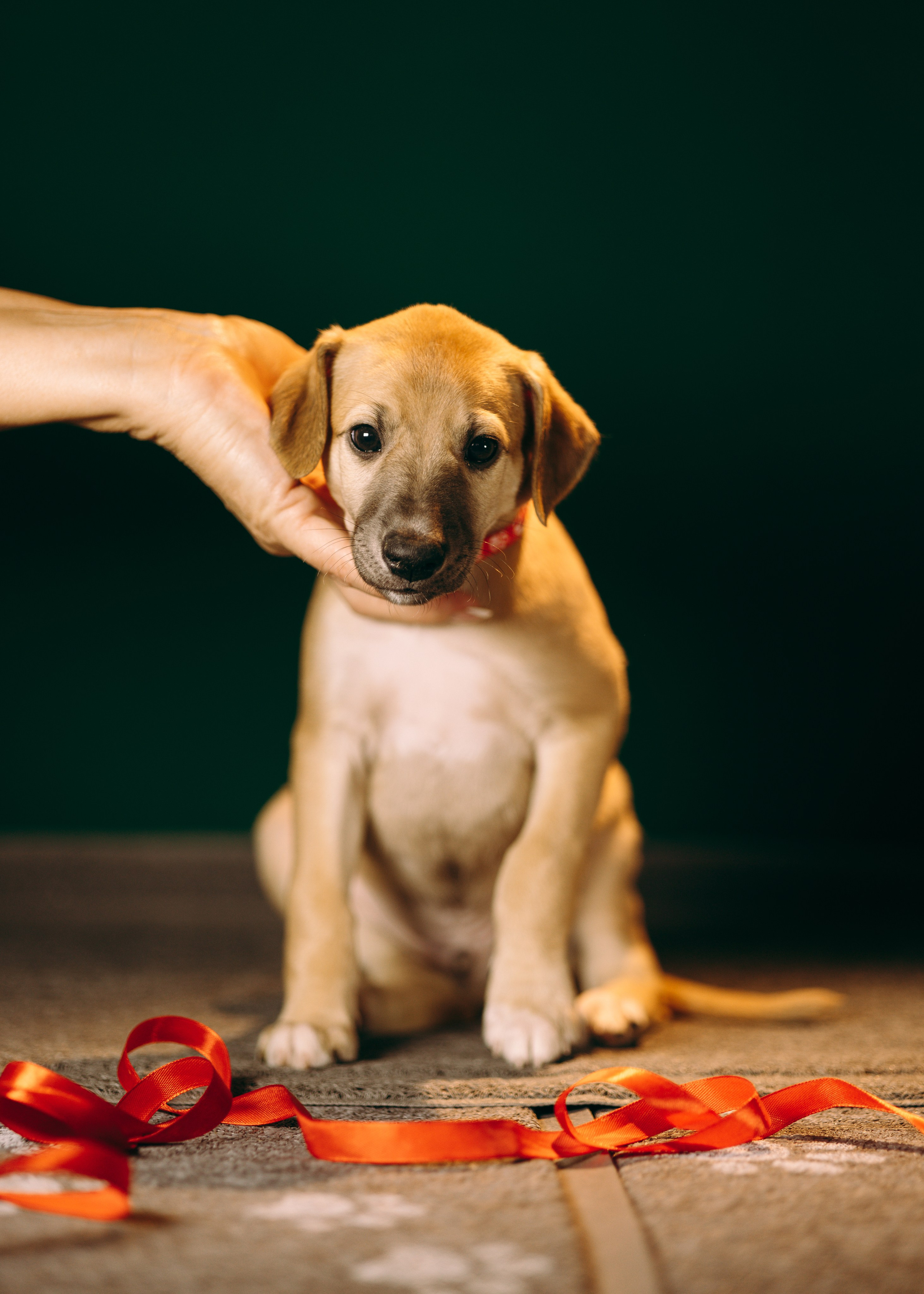 Щенки SL. Анна Самохина. Фотограф. Москва