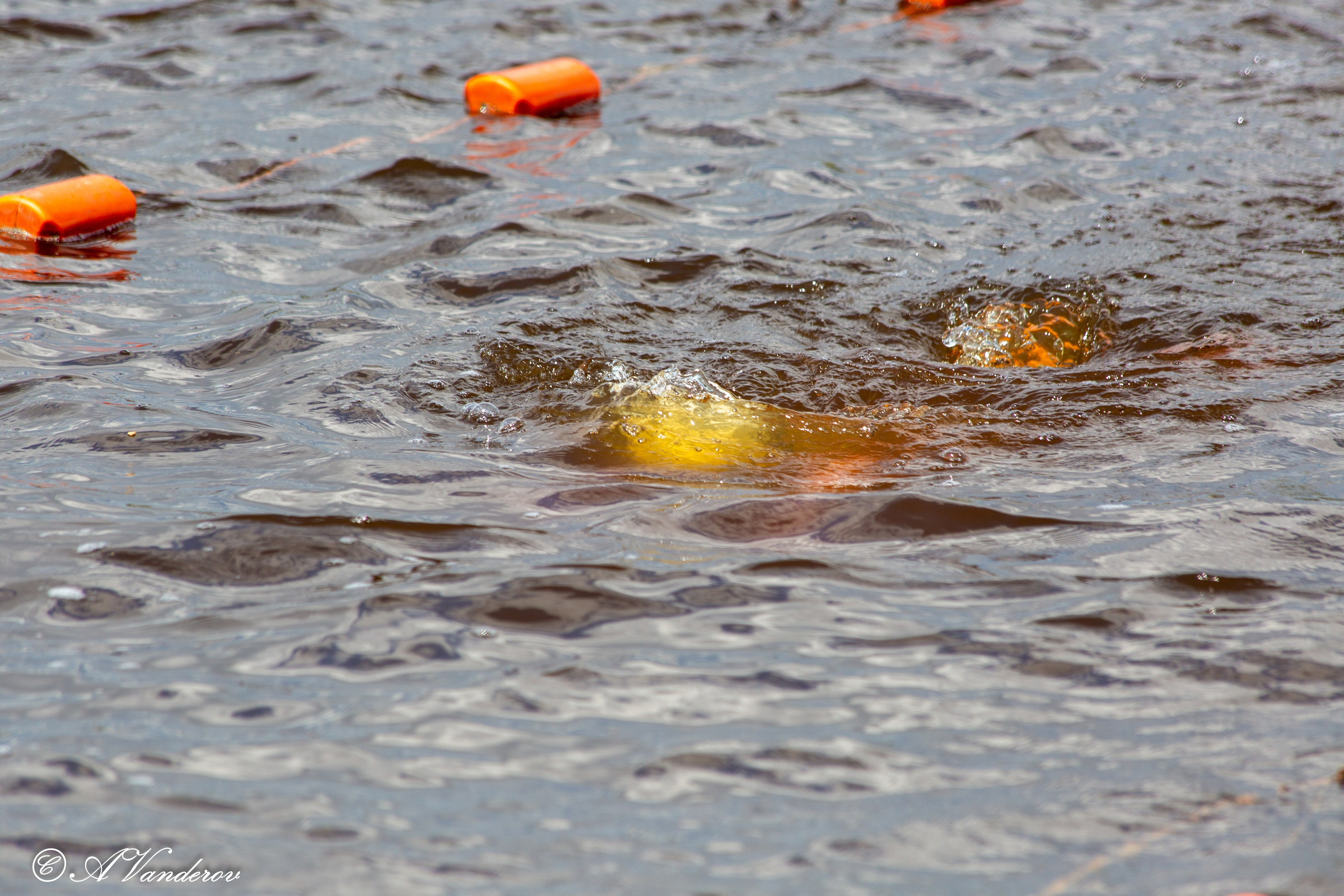 Заплыв 02.06.2024. Фотограф Омск | Александр Вандеров