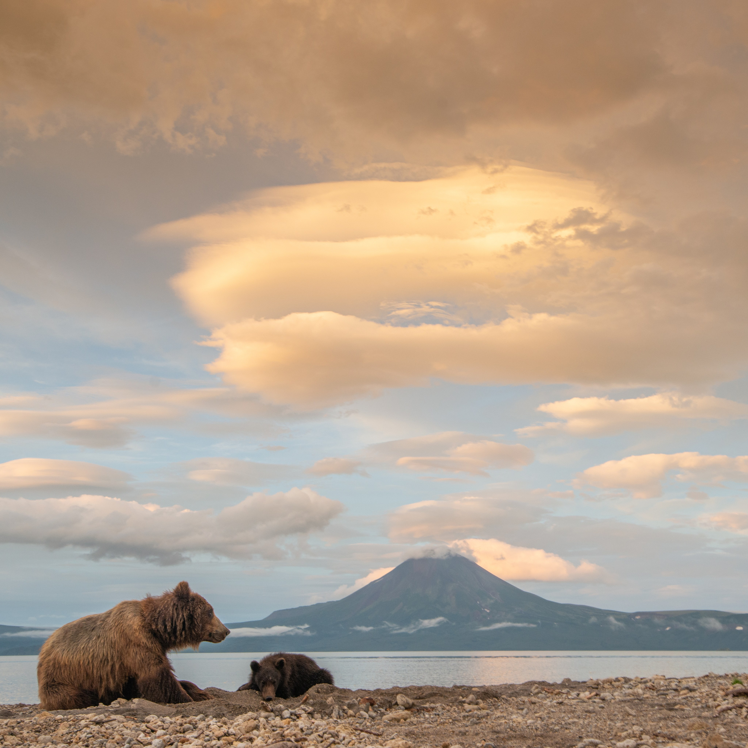Камчатка — земля медведей. Игорь Иванко — Репортажный и событийный фотограф. Москва