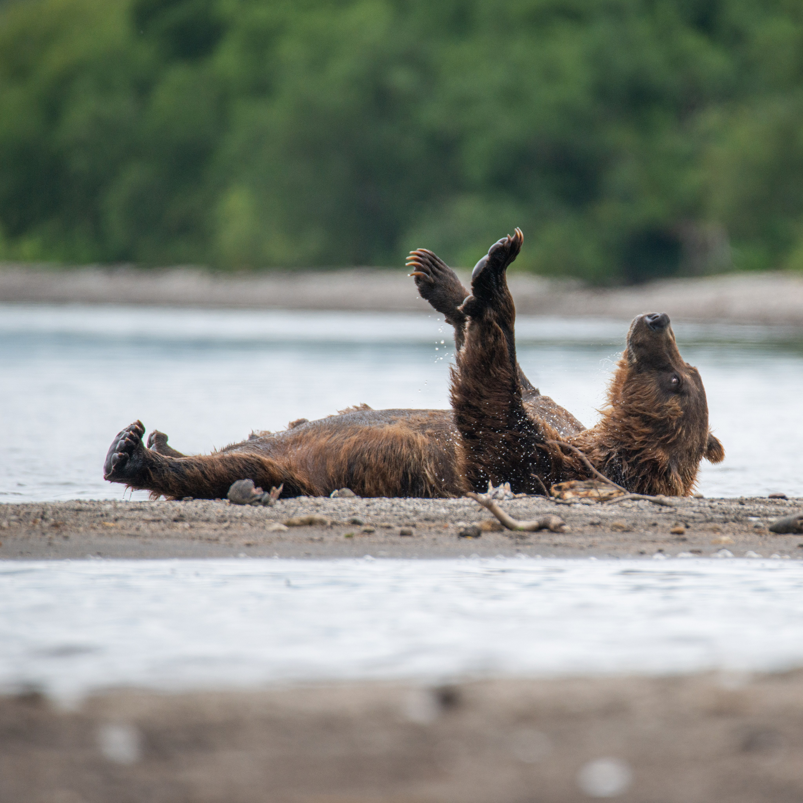 Камчатка — земля медведей. Игорь Иванко — Репортажный и событийный фотограф. Москва