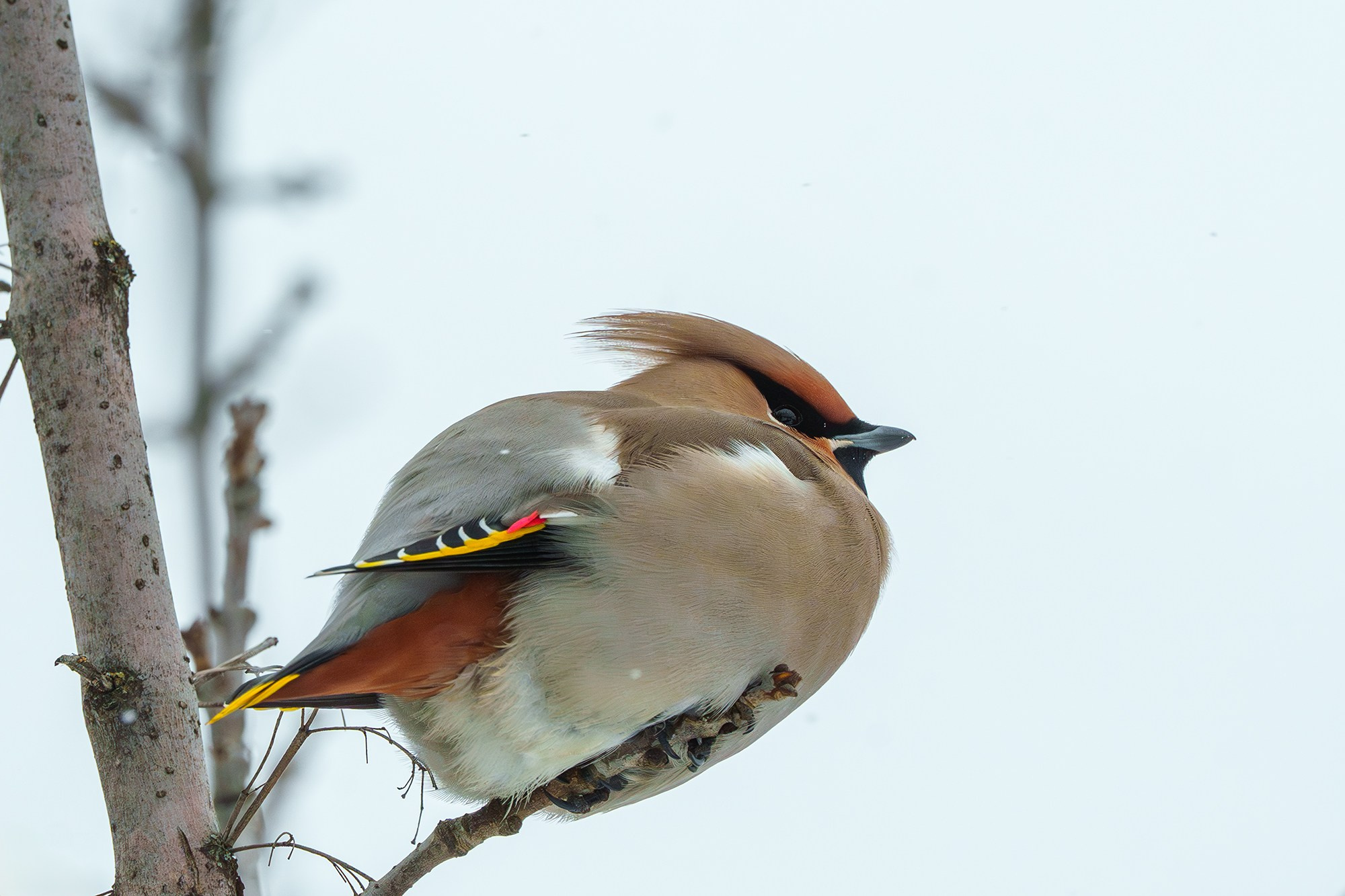 Удивительные мир птиц. Вокруг нас столько прекрасного — присмотритесь!. Ваш личный фотограф Марина Волкова