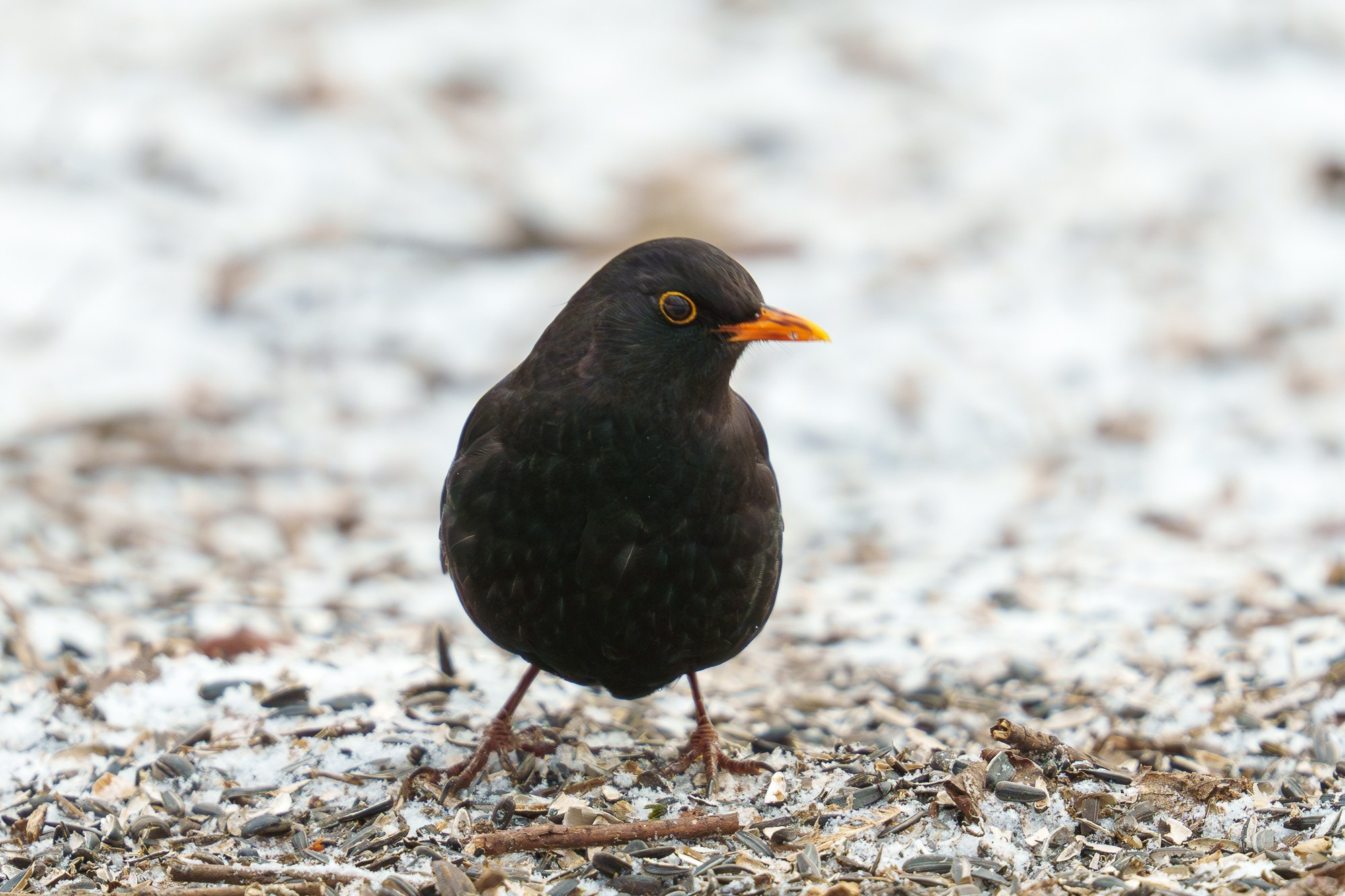 Удивительные мир птиц. Вокруг нас столько прекрасного — присмотритесь!. Ваш личный фотограф Марина Волкова