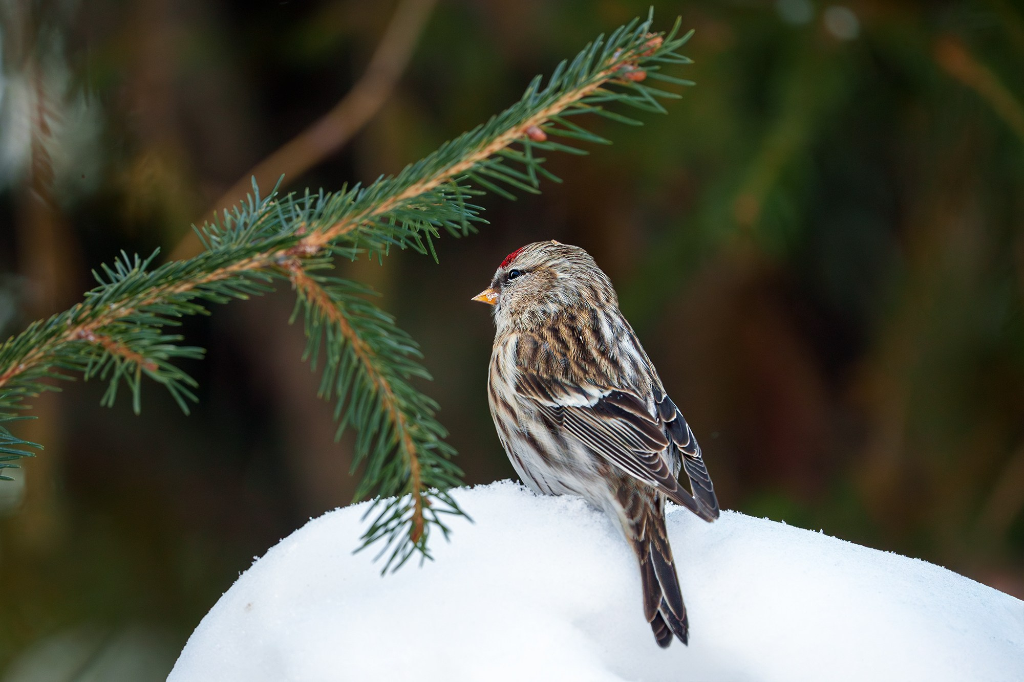 Удивительные мир птиц. Вокруг нас столько прекрасного — присмотритесь!. Ваш личный фотограф Марина Волкова