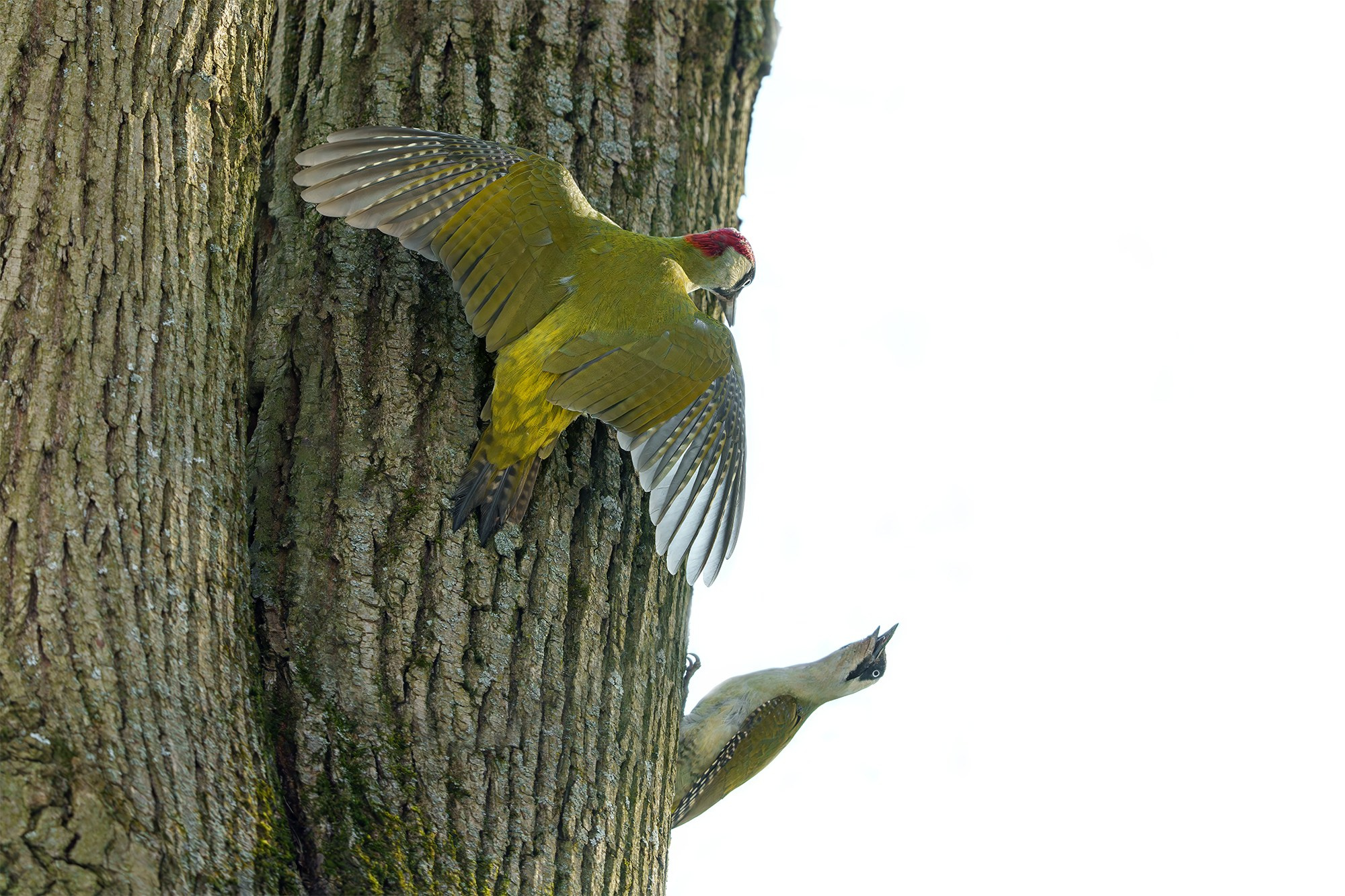 Удивительные мир птиц. Вокруг нас столько прекрасного — присмотритесь!. Ваш личный фотограф Марина Волкова