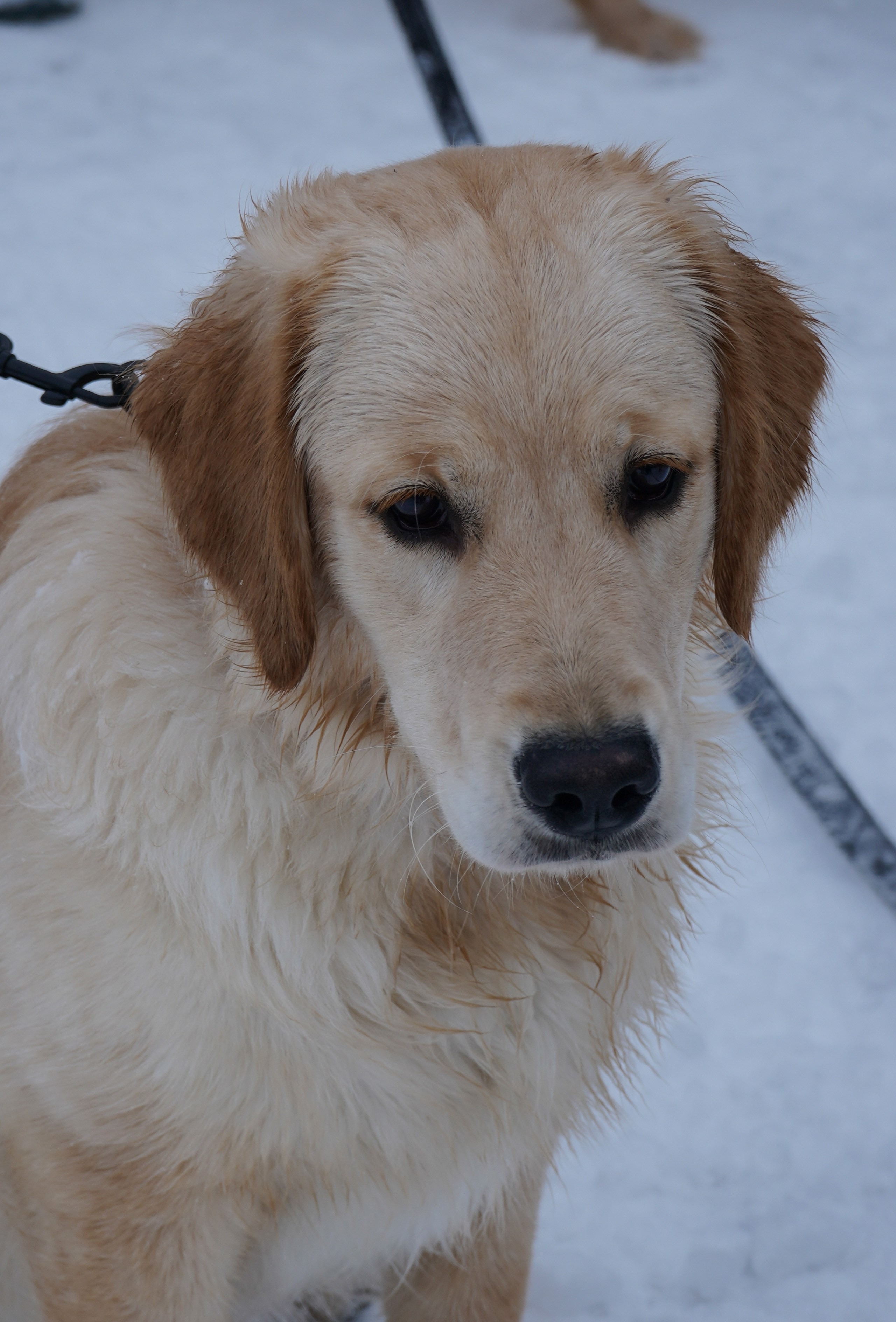 Фотосессии Пушистиков. Фотограф в Санкт-Петербурге Виктория Барышникова