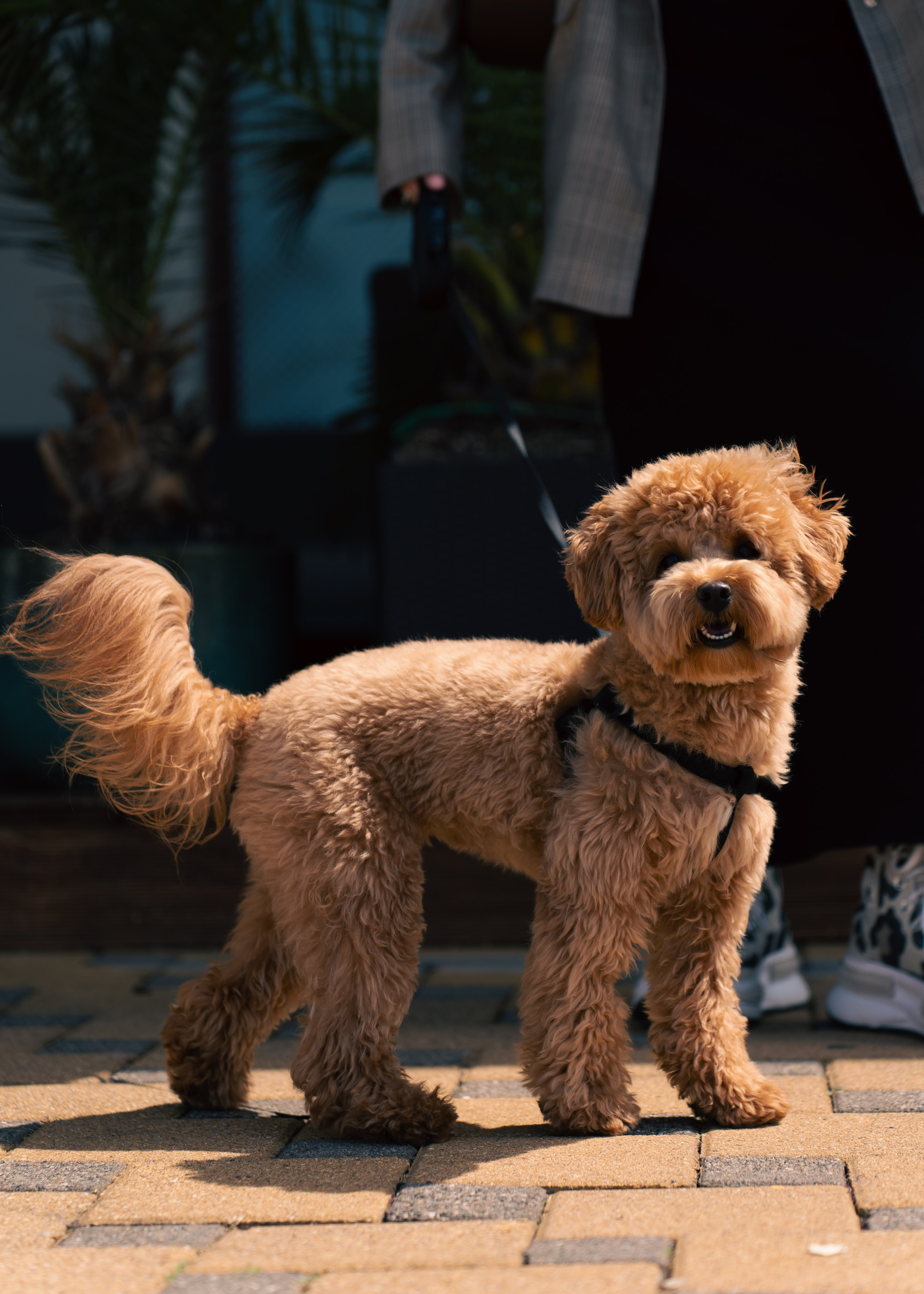 Прогулочная фотосессия с Аней в Сочи. Фотограф из Екатеринбурга Алена Мусалимова