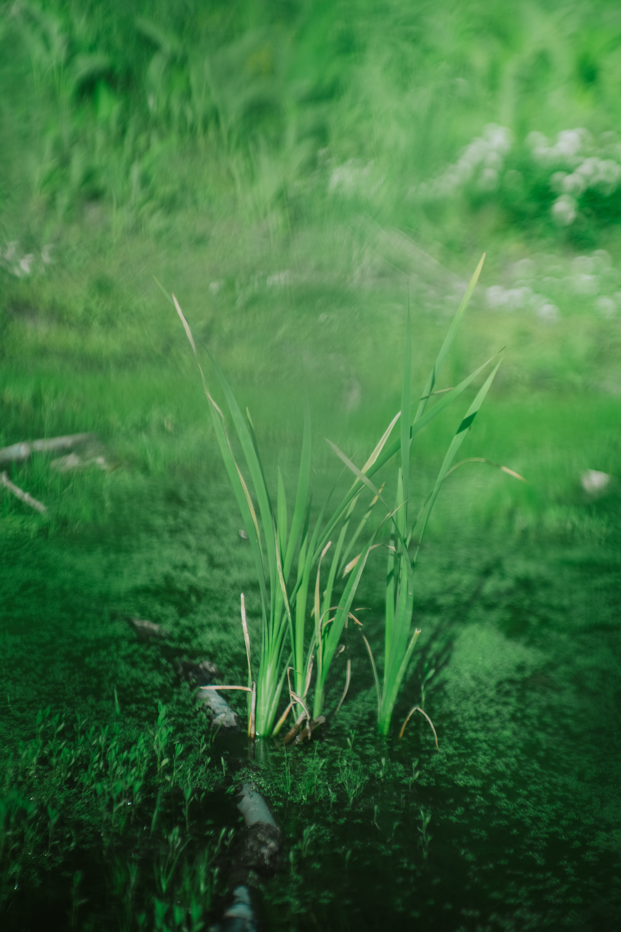 Нахазо ✽ Июль. Репортажный фотограф | Роза Хутор Красная Поляна Сочи Сириус