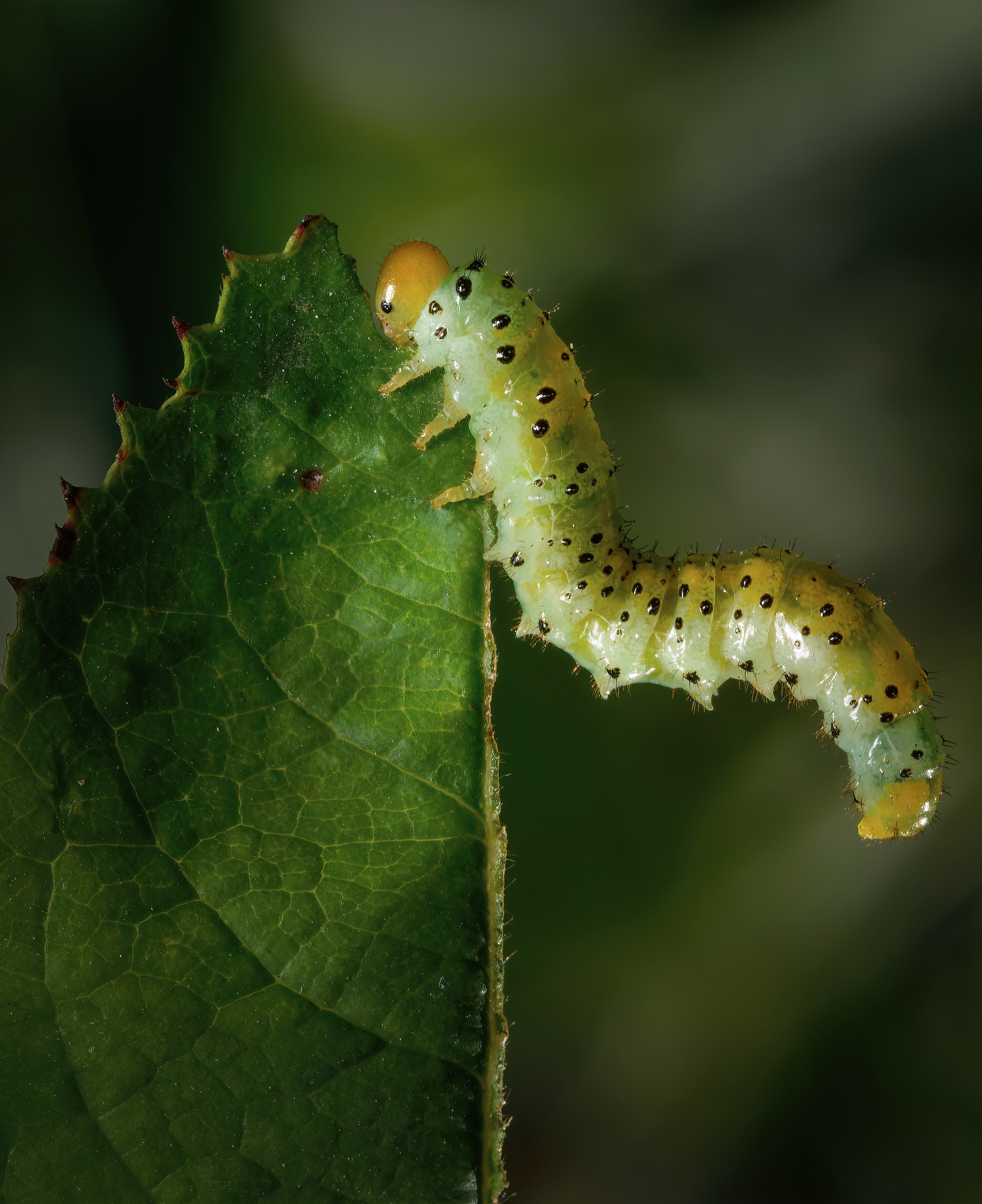 Остальные. Oles Paritskiy