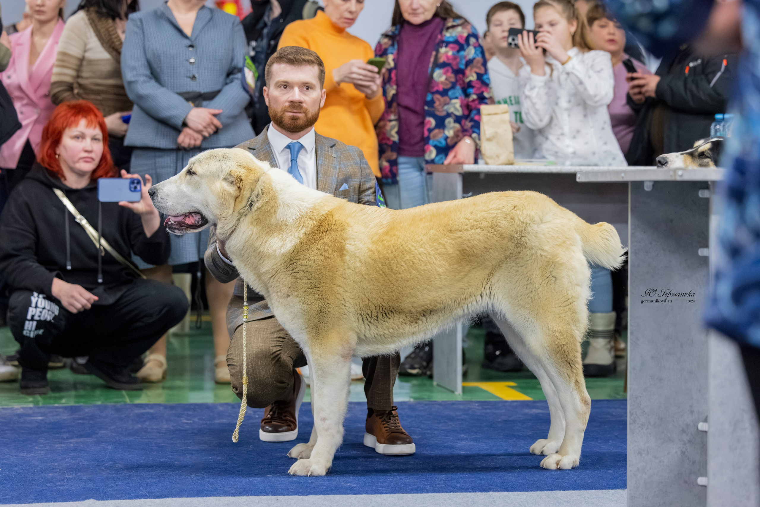 Сфера 08 и 10.03.2024 2хмоно ротвейлеров+2хмоно сао. Фотограф-анималист Юлия Германика
