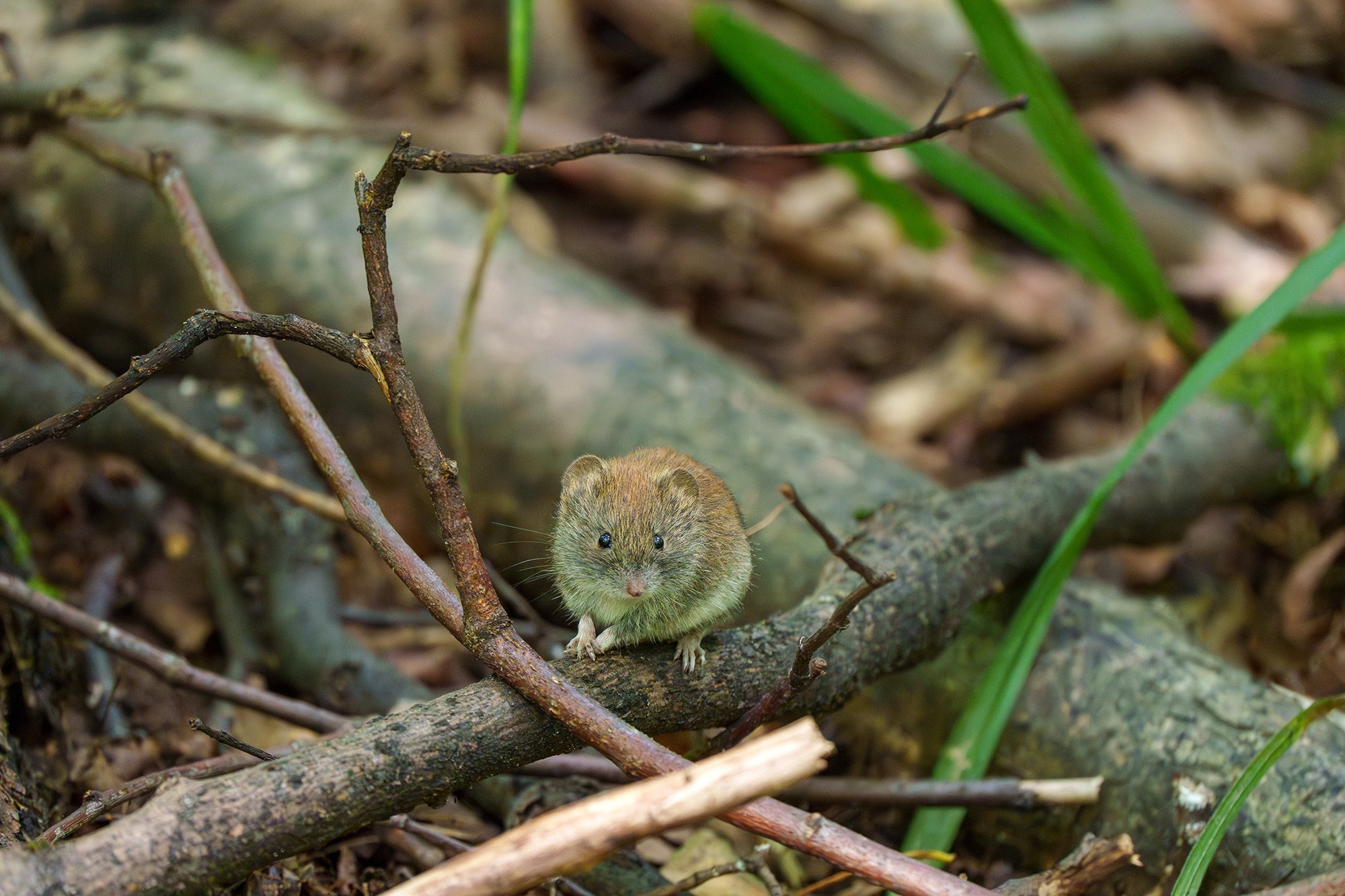 Животные. Ваш личный фотограф Марина Волкова