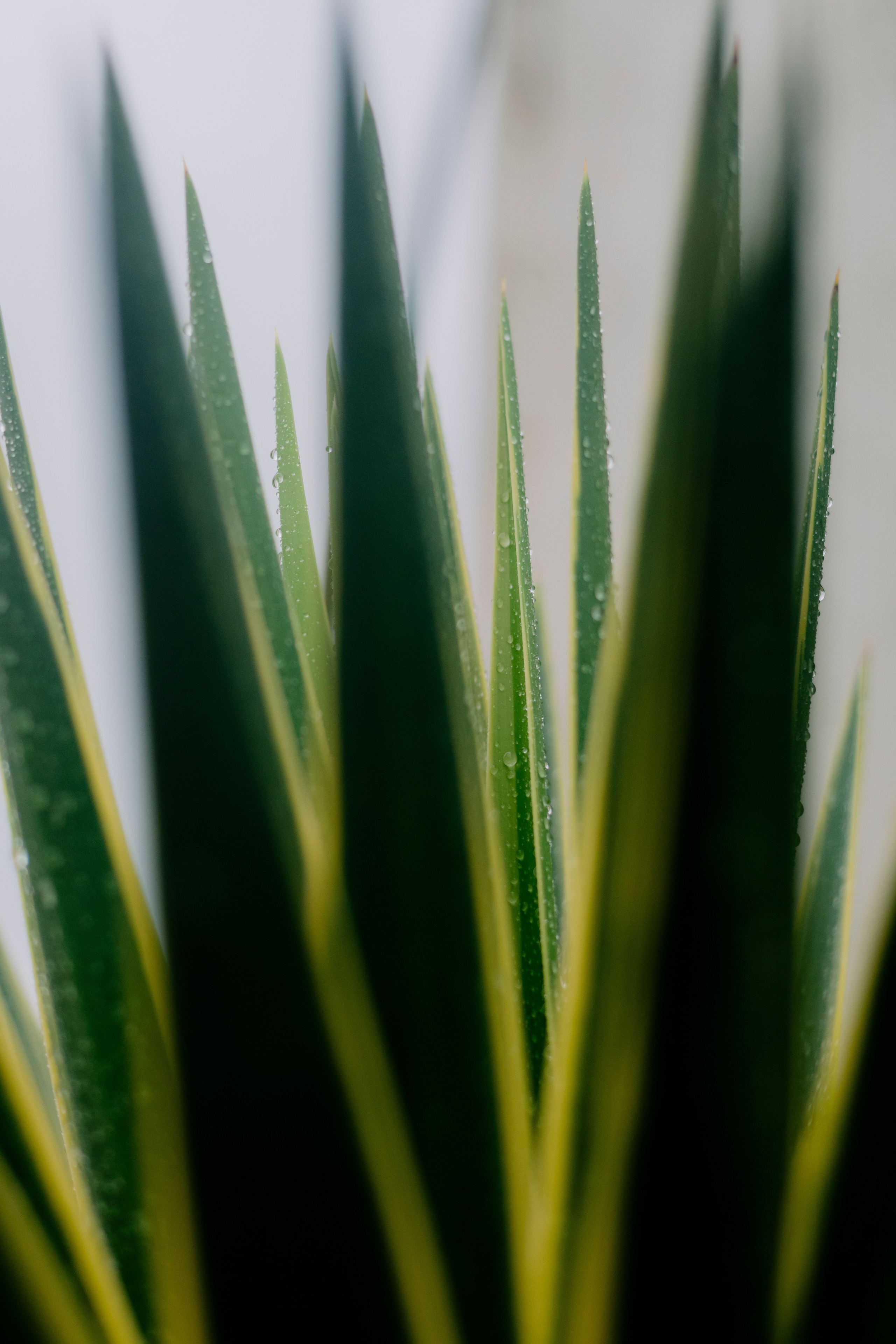 Абхазия. Iraogo