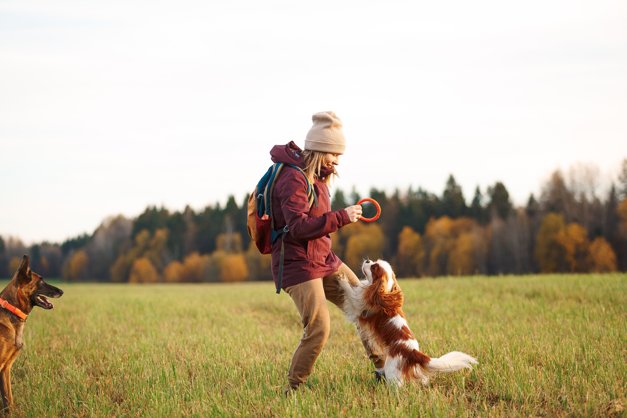 Октябрьский закат в полях. Алина и Лео. Фотограф-анималист Наталия Чистюхина в г. Сосновый Бор и ЛО