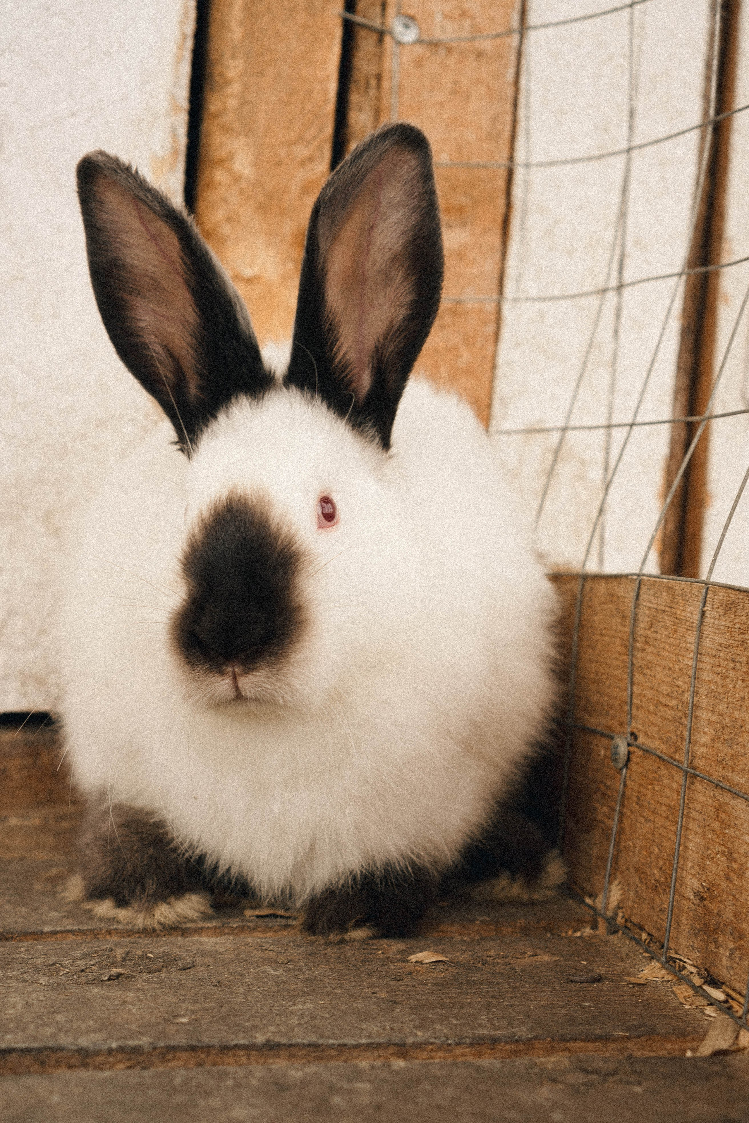 Ферма Альпак. Профессиональный фотограф, Санкт-Петербург — Виктория Богомолова