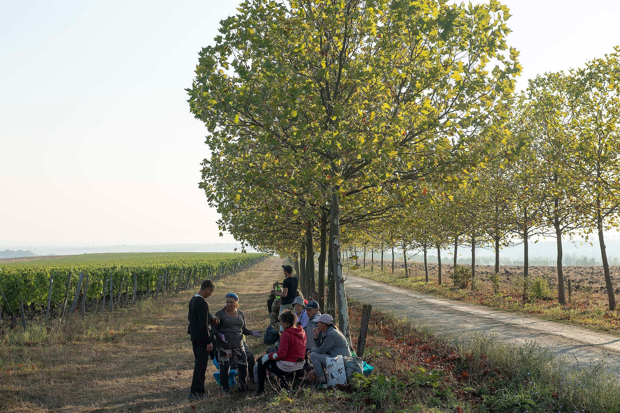 Винодельни Краснодарского края. Фотограф Михаил Мордасов, Сочи. Мероприятия, портреты, спорт, репортаж