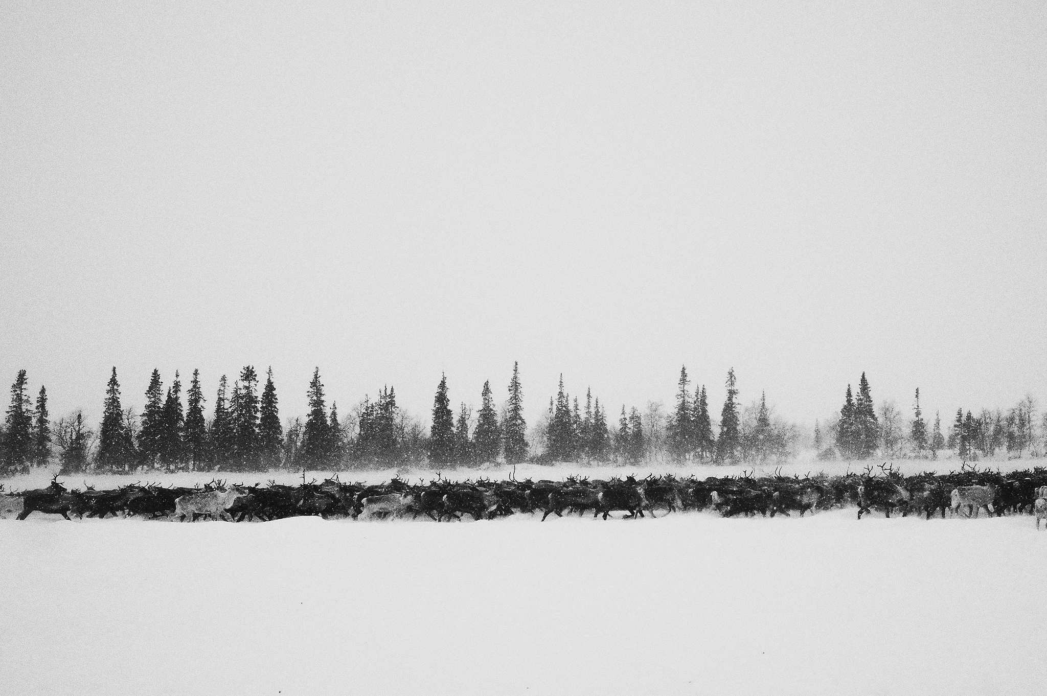 Кораль. На север к оленям. Репортажный фотограф в Сочи — Михаил Мордасов