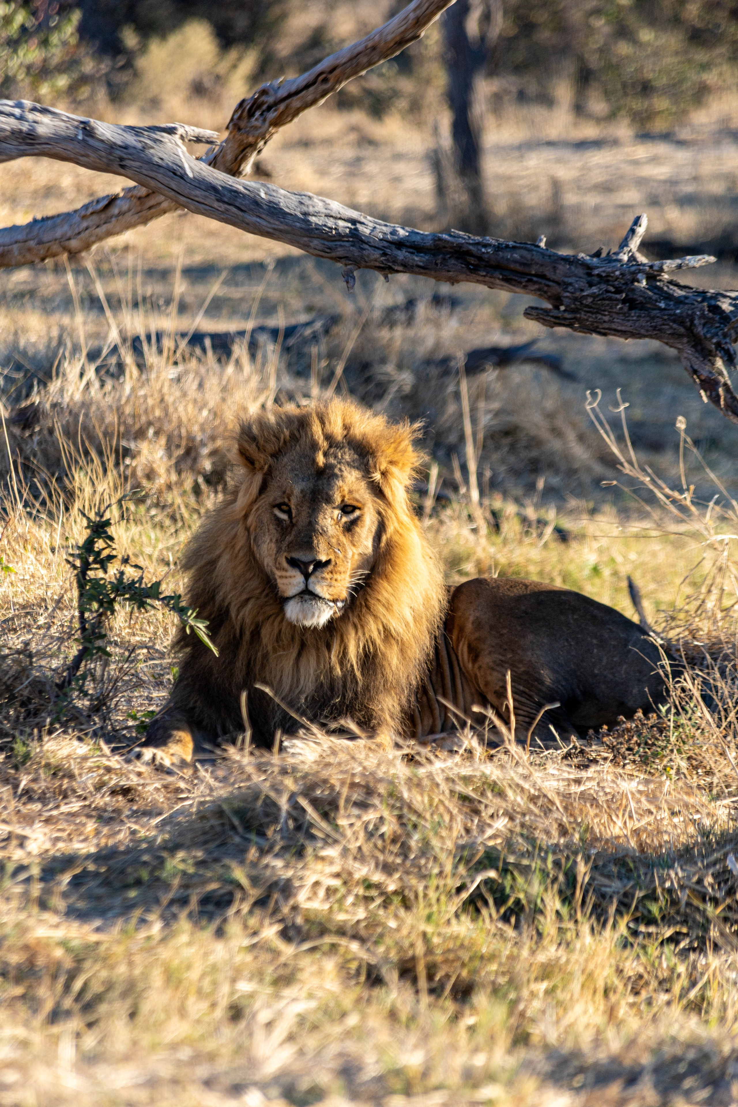 Южная Африка. B612