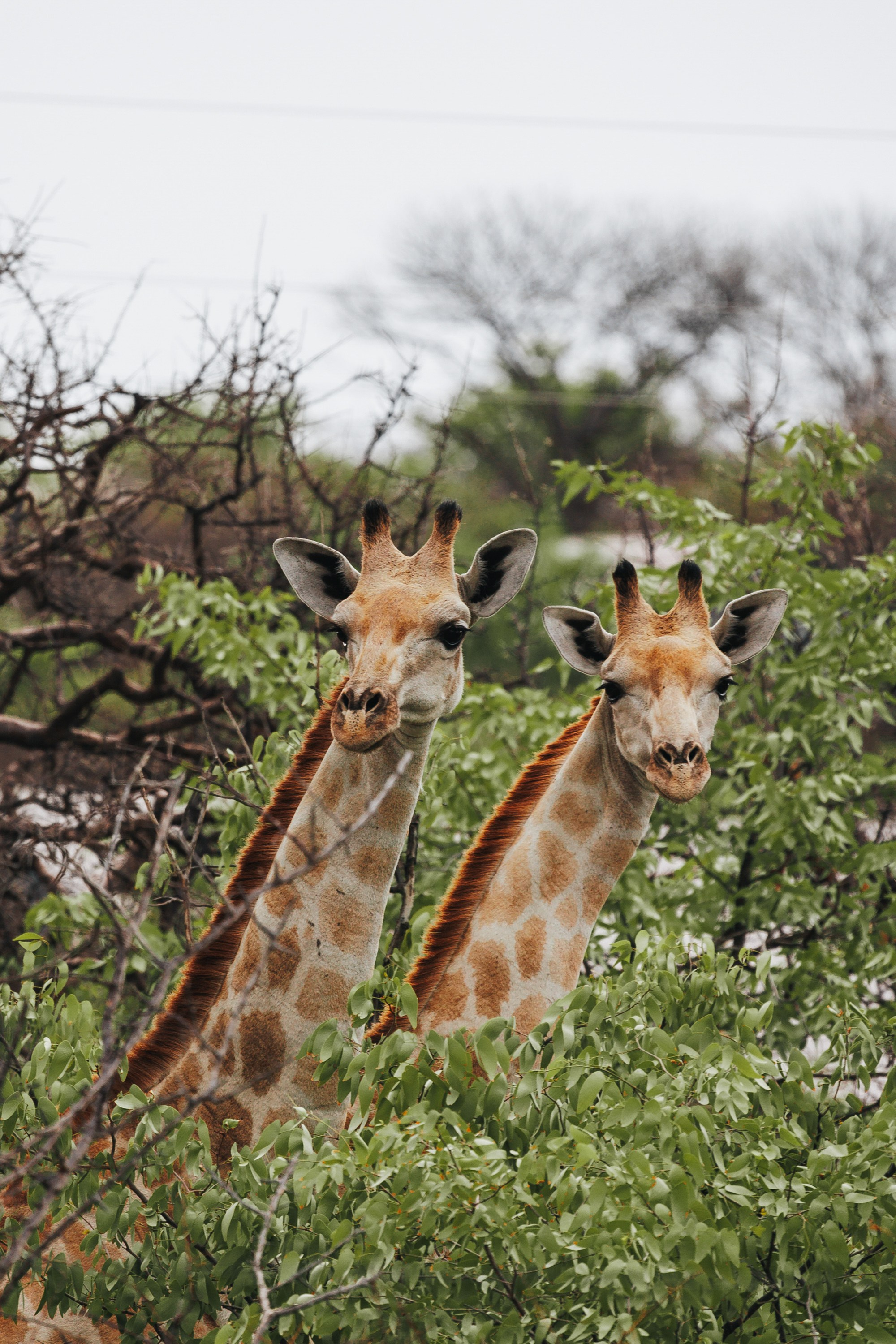 НАМИБИЯ. Роадтрип