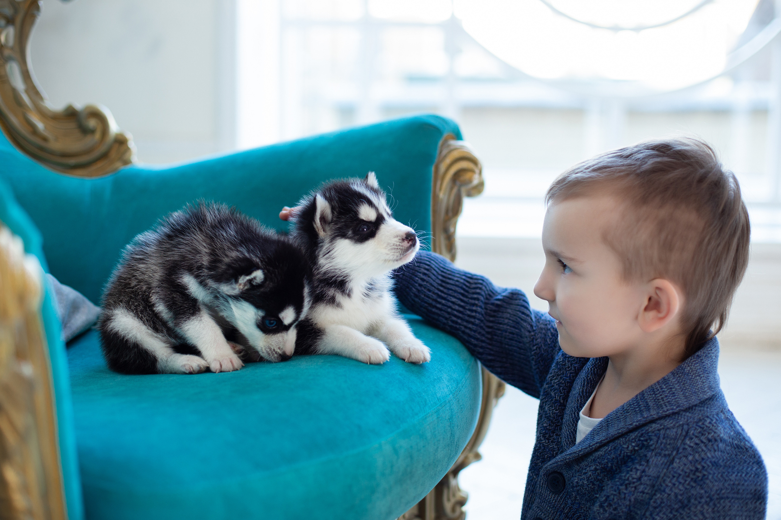 Фотопроект "Хаски" с Татьяной