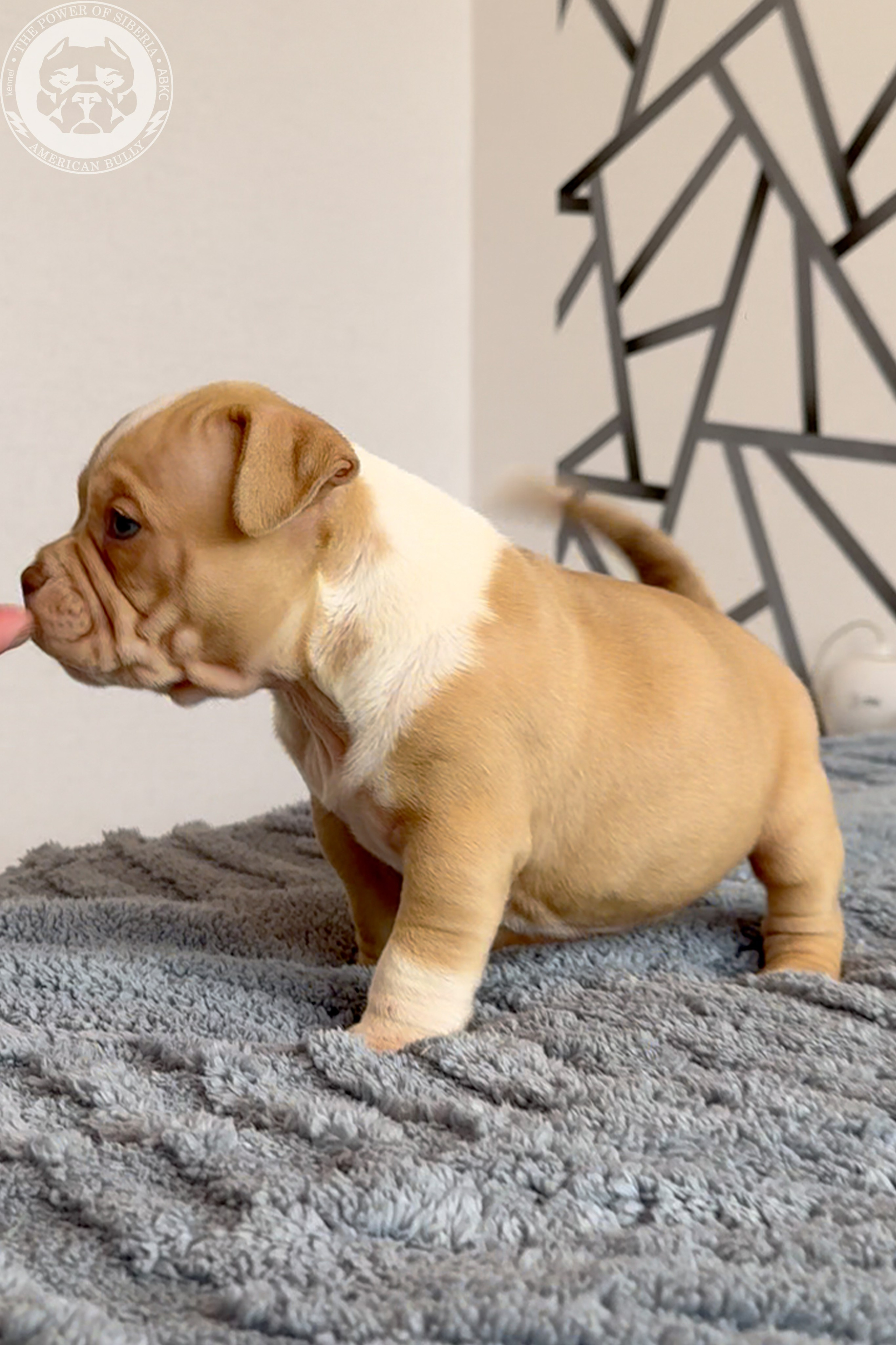 Свободные щенки Американский Булли, в типах покет, классик, стандарт. Американский Булли в г. Ростов-на-Дону. Питомник THE POWER OF SIBERIA