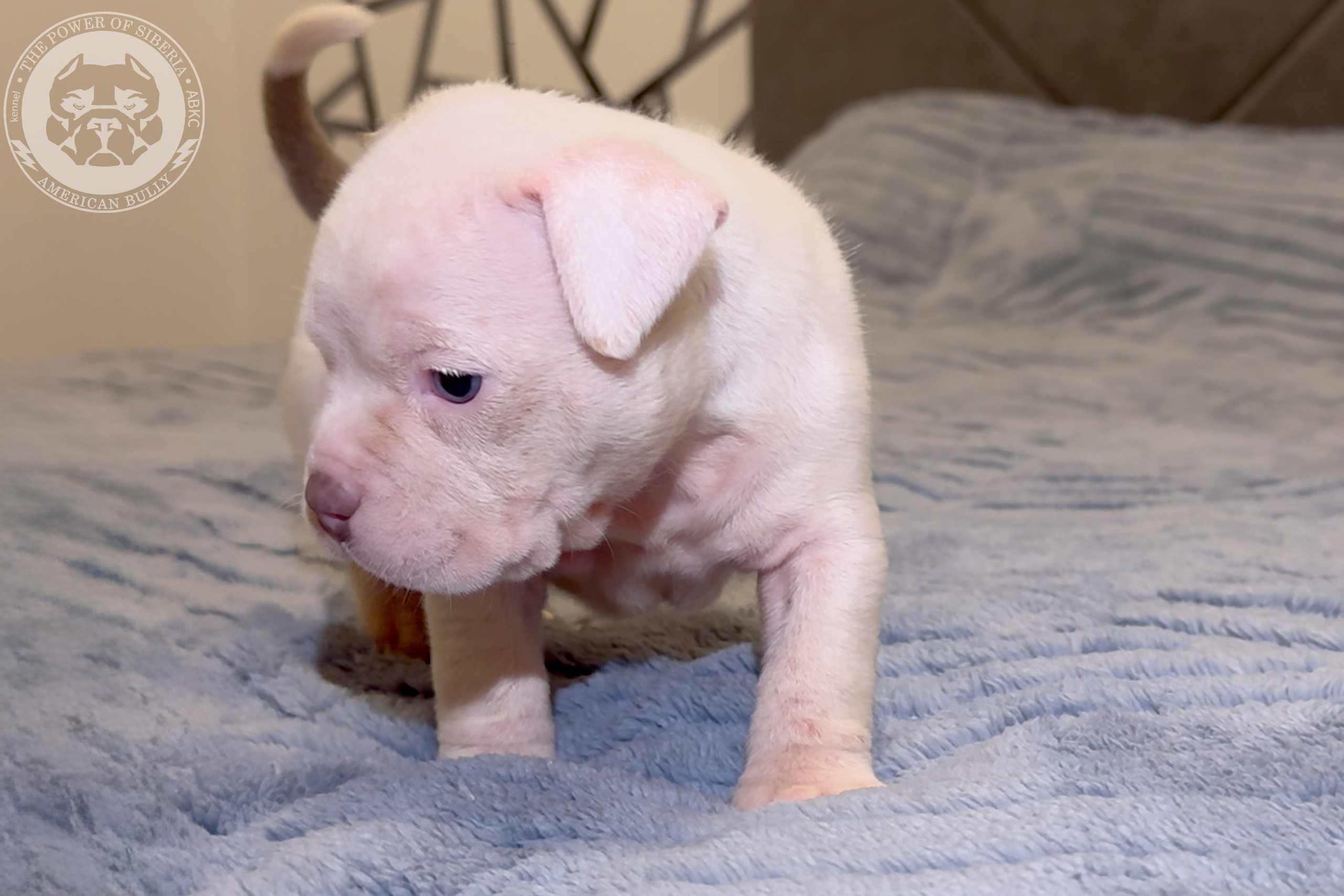 Свободные щенки Американский Булли стандарт и Свободные щенки Американский Булли классик. Американский Булли в г. Ростов-на-Дону. Питомник THE POWER OF SIBERIA