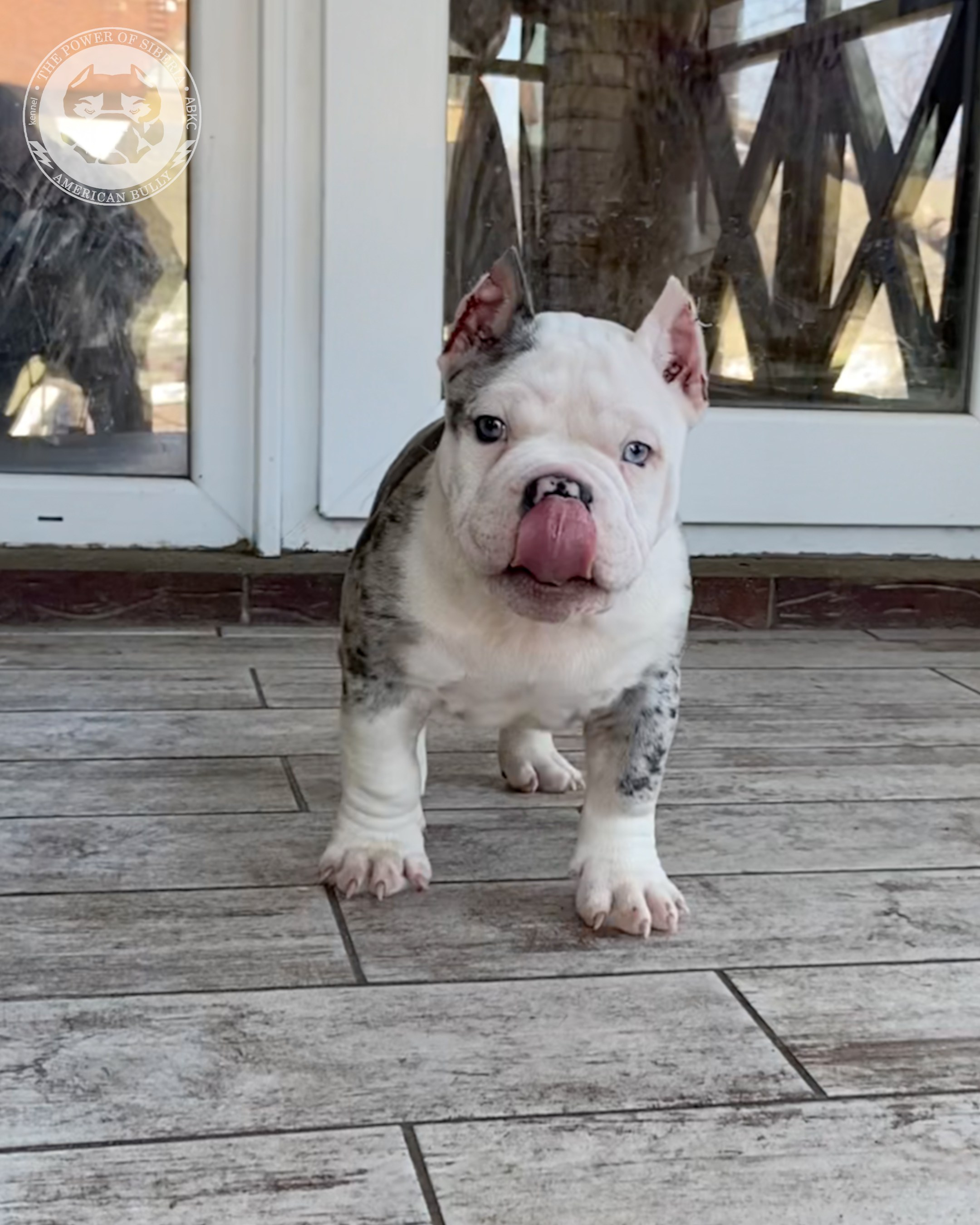 Свободные щенки Американский Булли, в типах покет, классик, стандарт. Американский Булли в г. Ростов-на-Дону. Питомник THE POWER OF SIBERIA