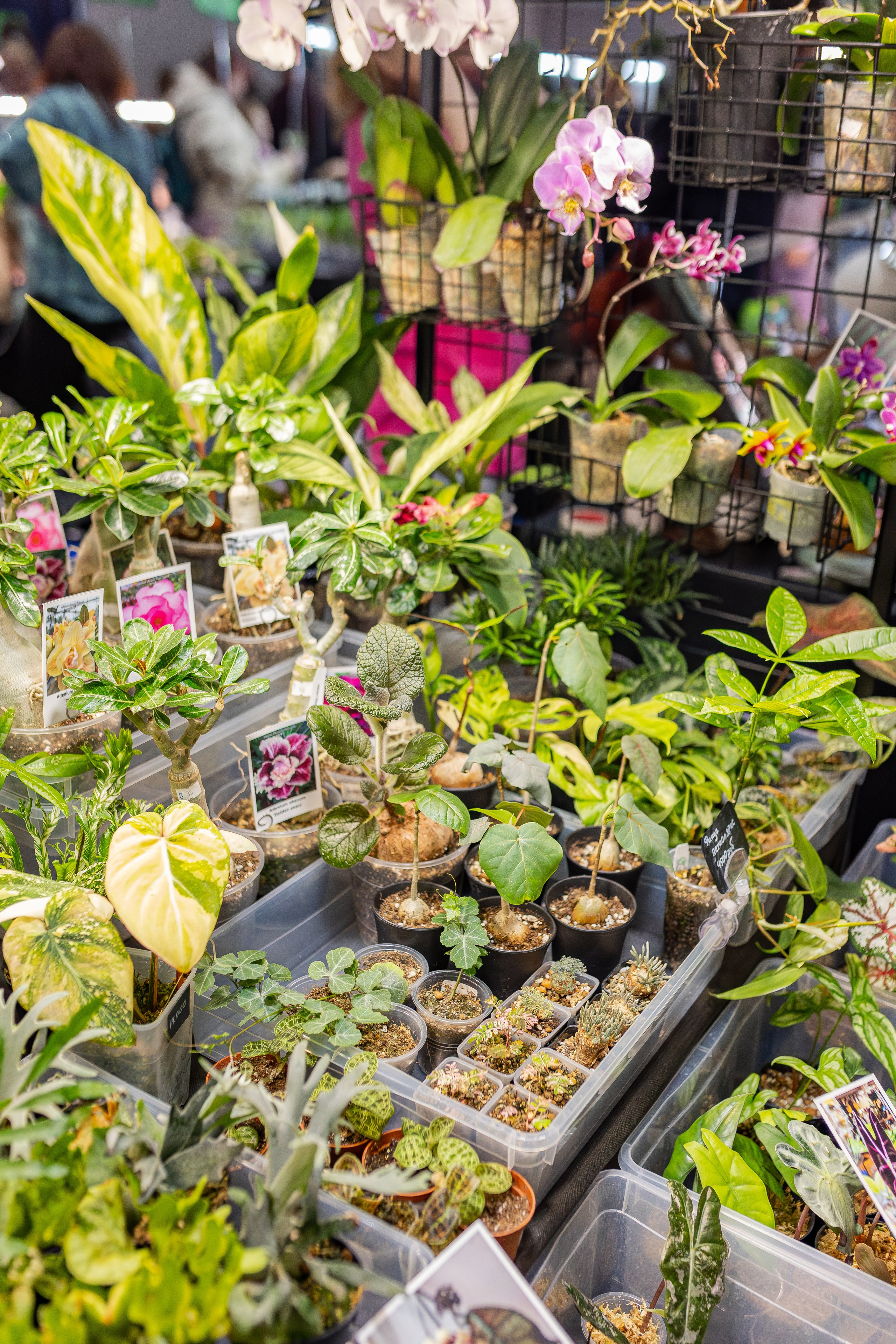 Монстериум апрель 2026. Александра Куликова фотограф, Москва