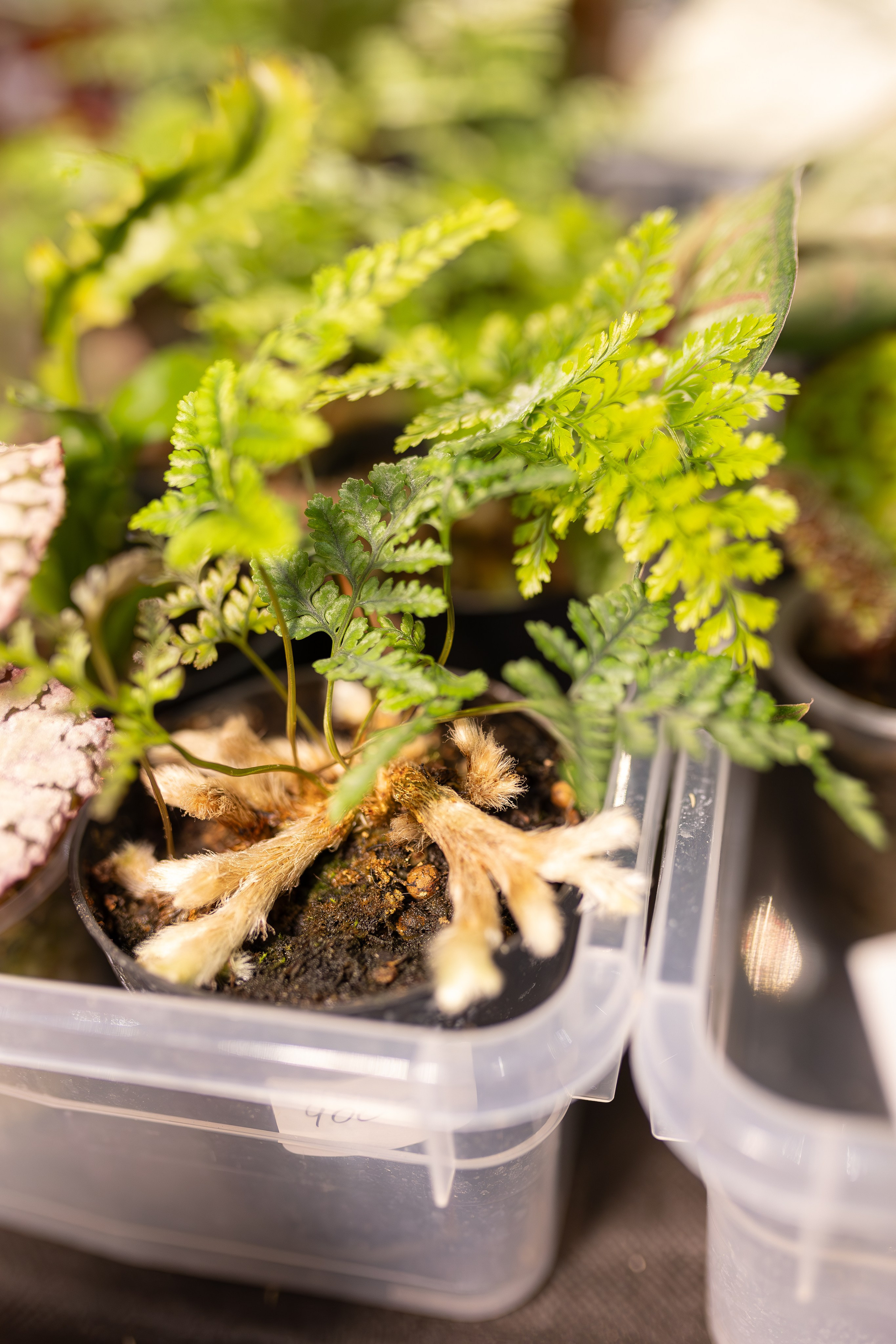 Орхидиум 12.2025. Александра Куликова фотограф, Москва