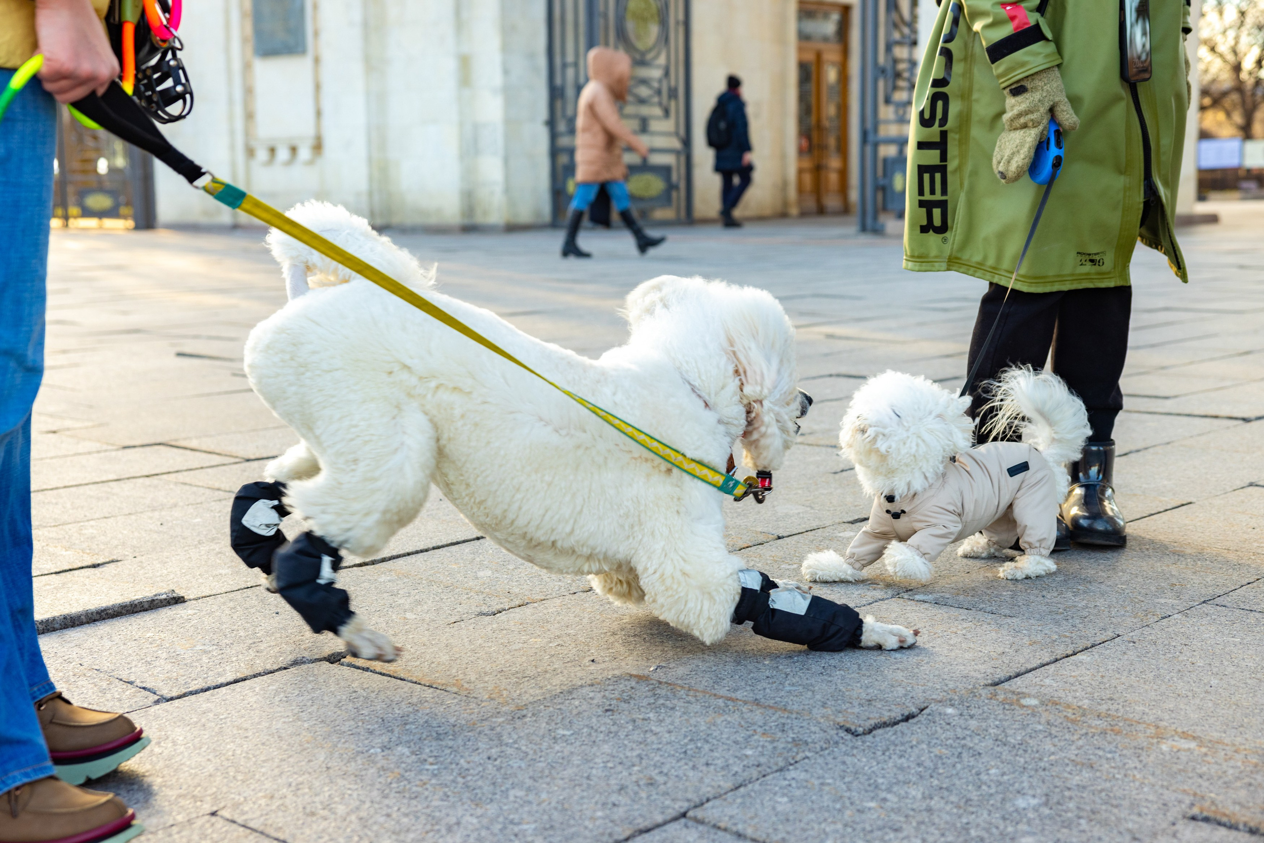 Клуб грумеров (прогулка и семинары). Виктория Зудина — фотограф в Москве