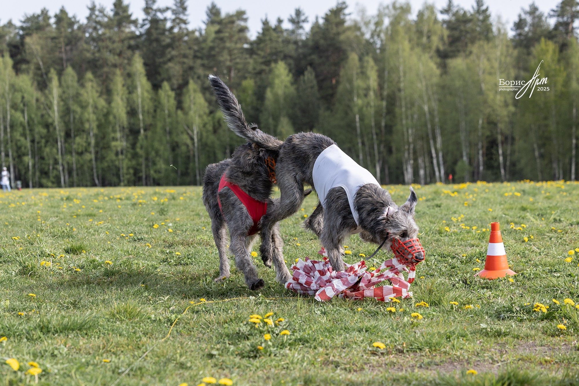 КУРСИНГ. Борис Артамонов фотограф — анималист. Москва