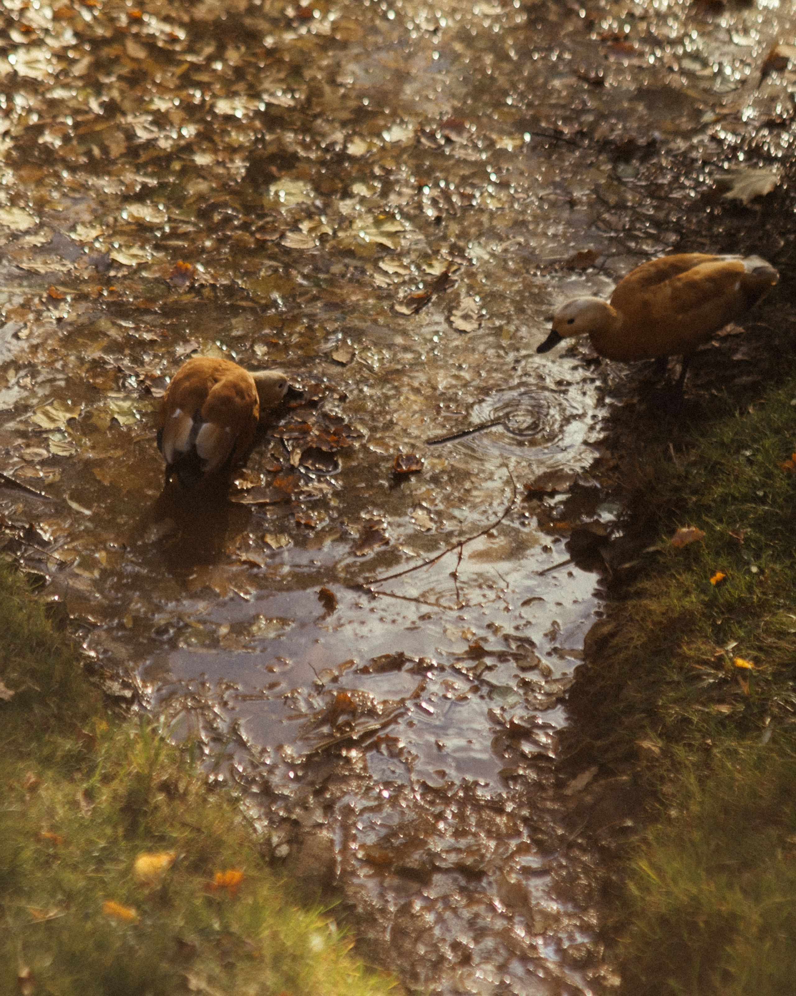 Осень в Царицыно. Фотограф Анастасия Бачурина Москва/ Спб