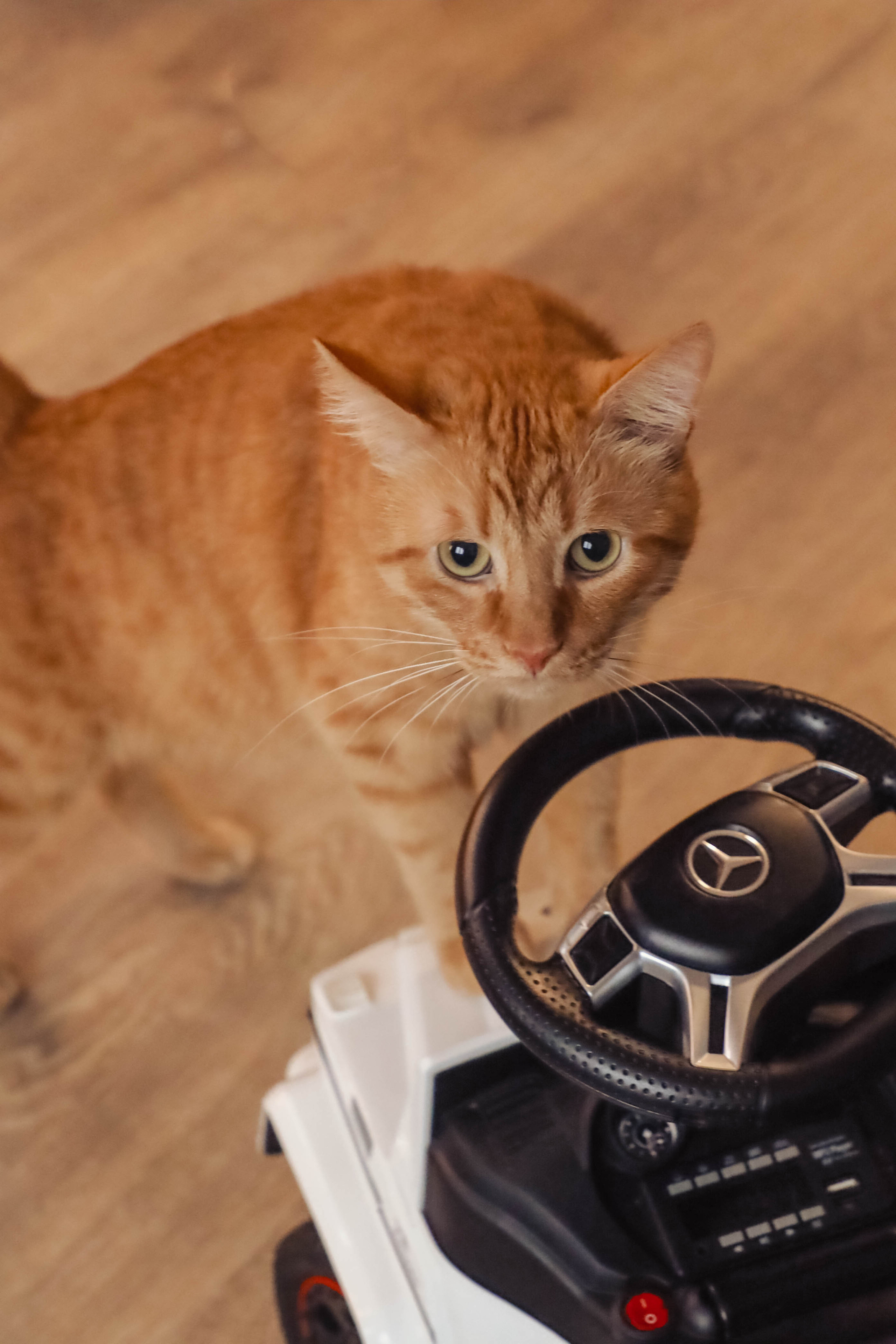 Алена, Артем, Ева & Мила. Семейный, детский, свадебный фотограф в Москве, Люберцах