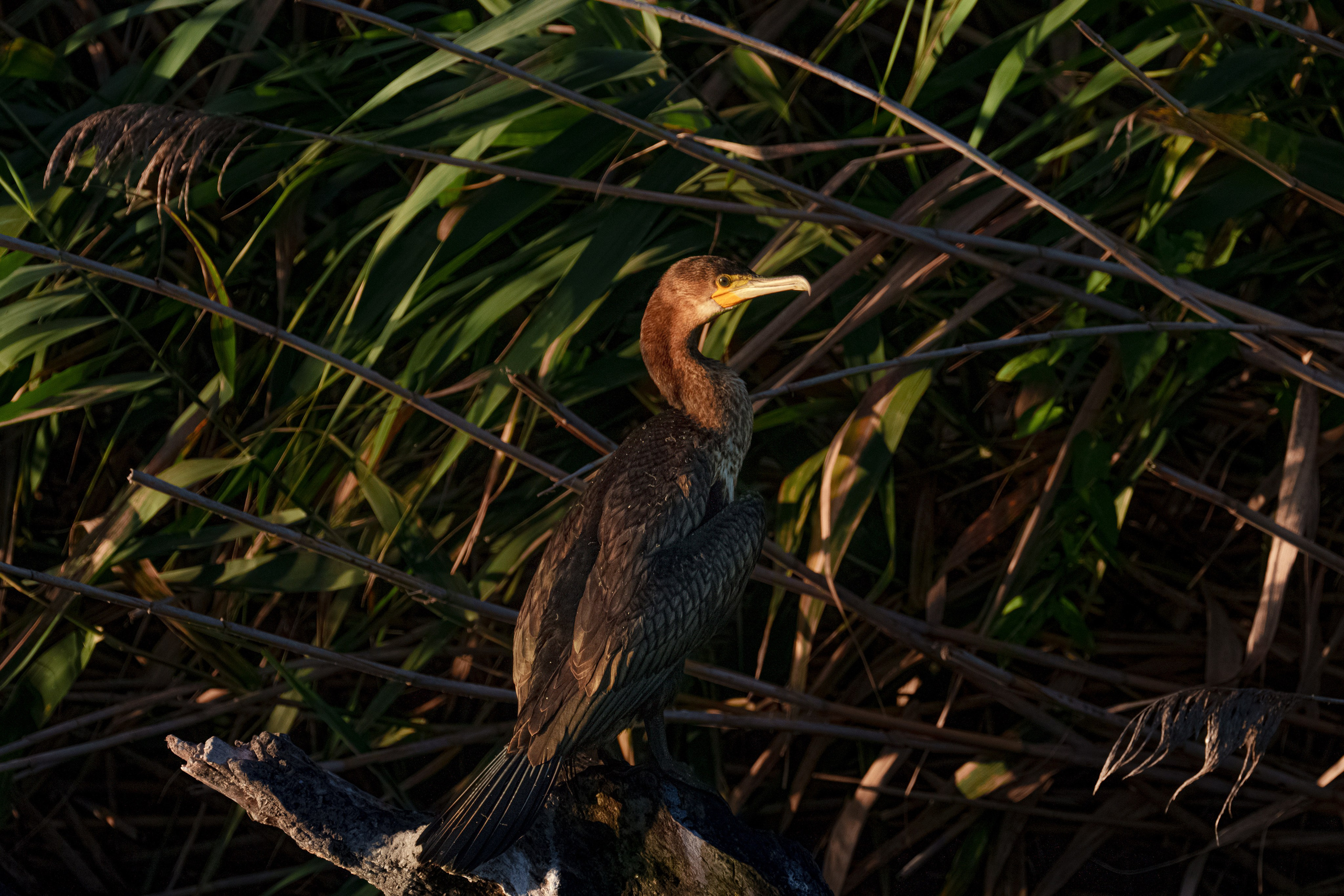 Золотые лотосы. Июль