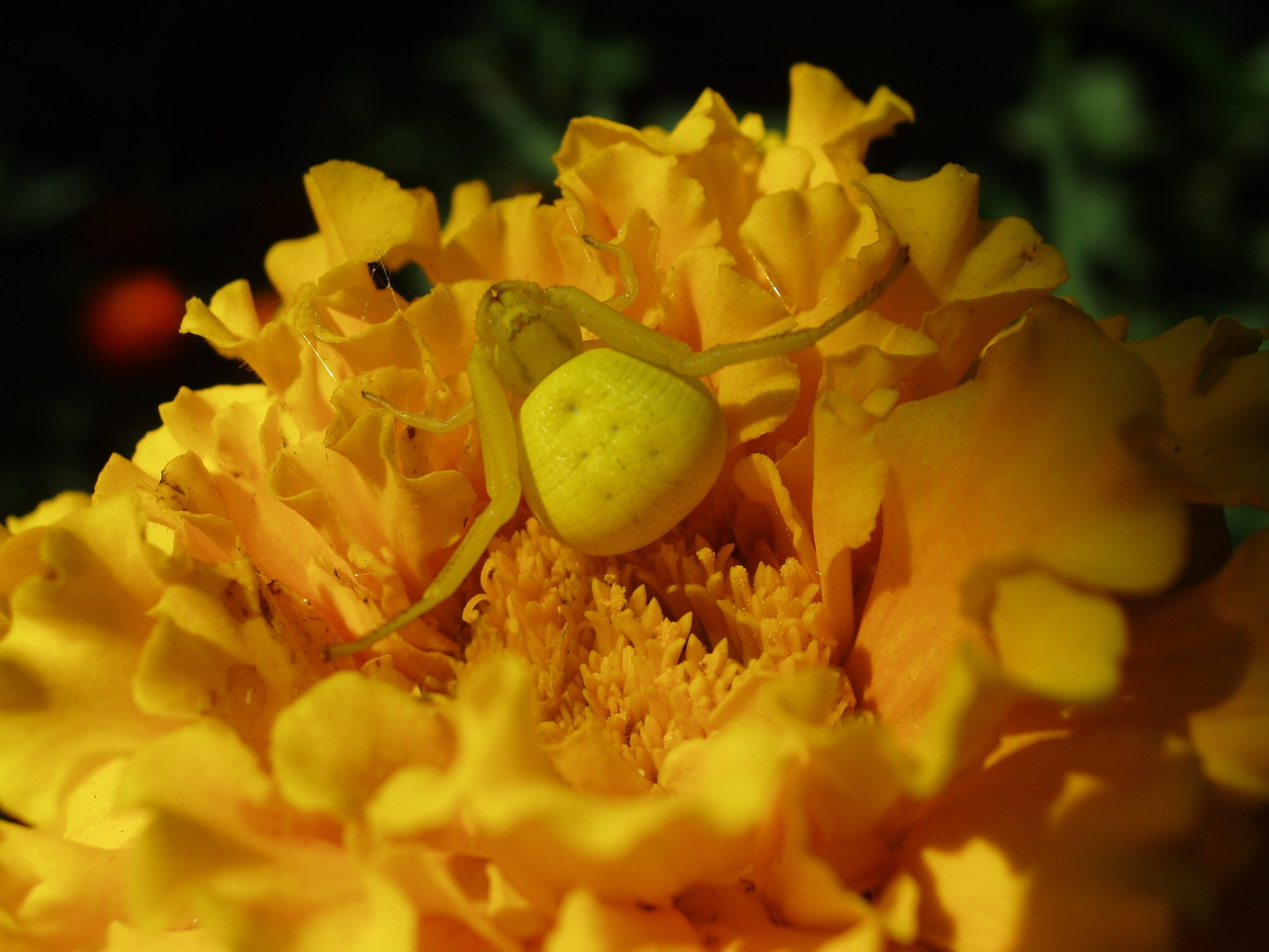 Отпуск 13.07-24.08. Семейный, Свадебный фотограф СПБ Питер— Романова Екатерина