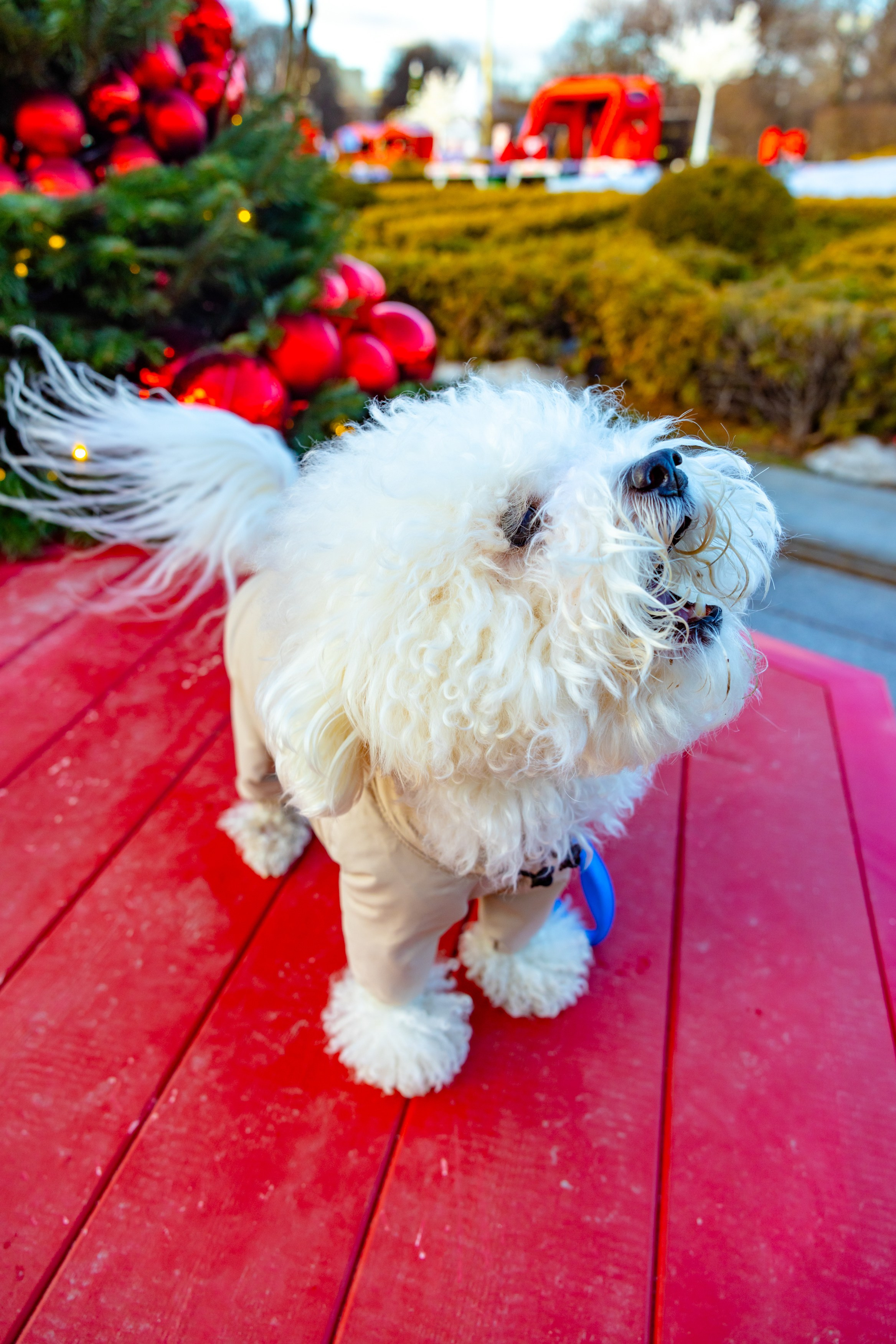Клуб грумеров (прогулка и семинары). Виктория Зудина — фотограф в Москве