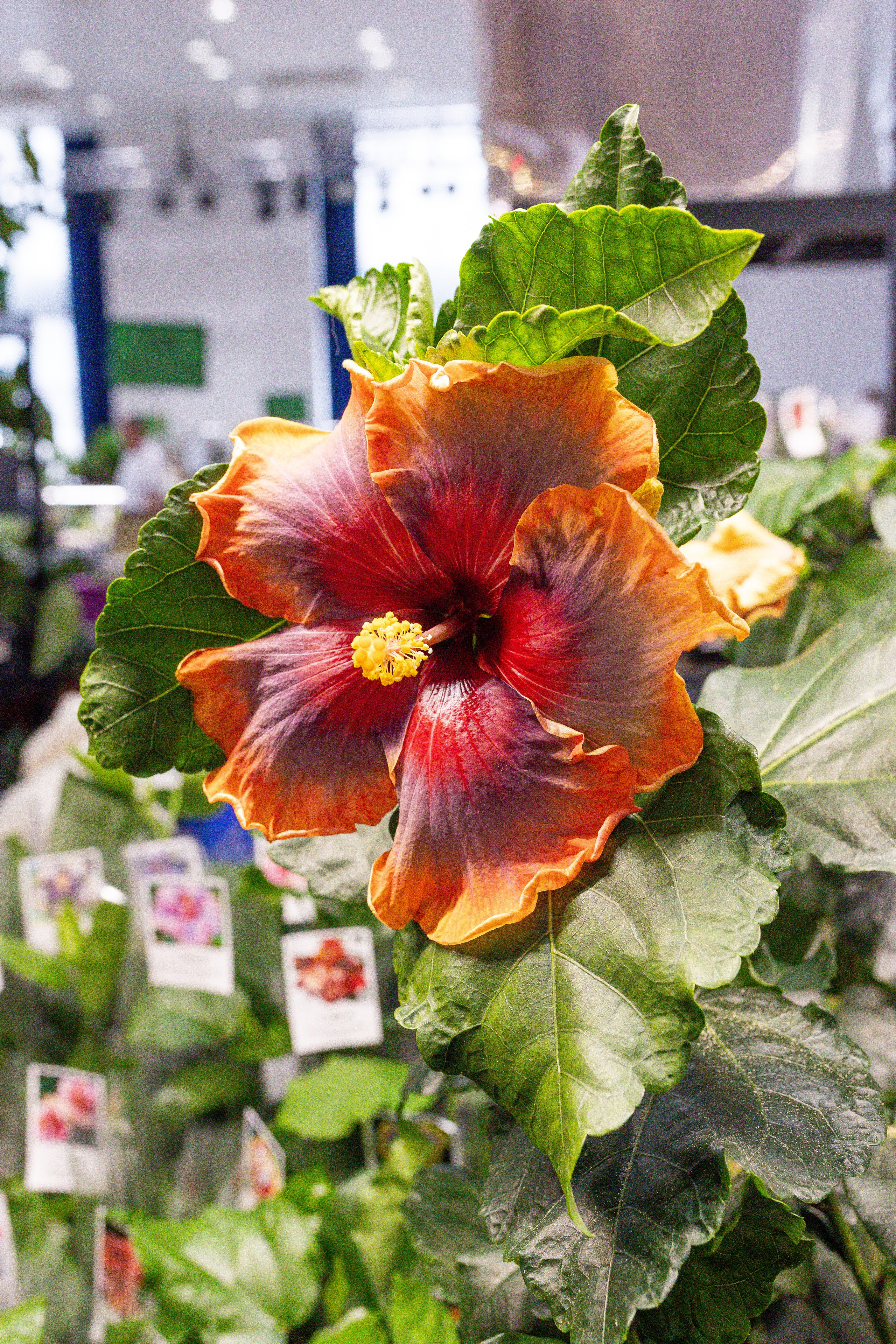 Монстериум апрель 2025. Александра Куликова фотограф, Москва